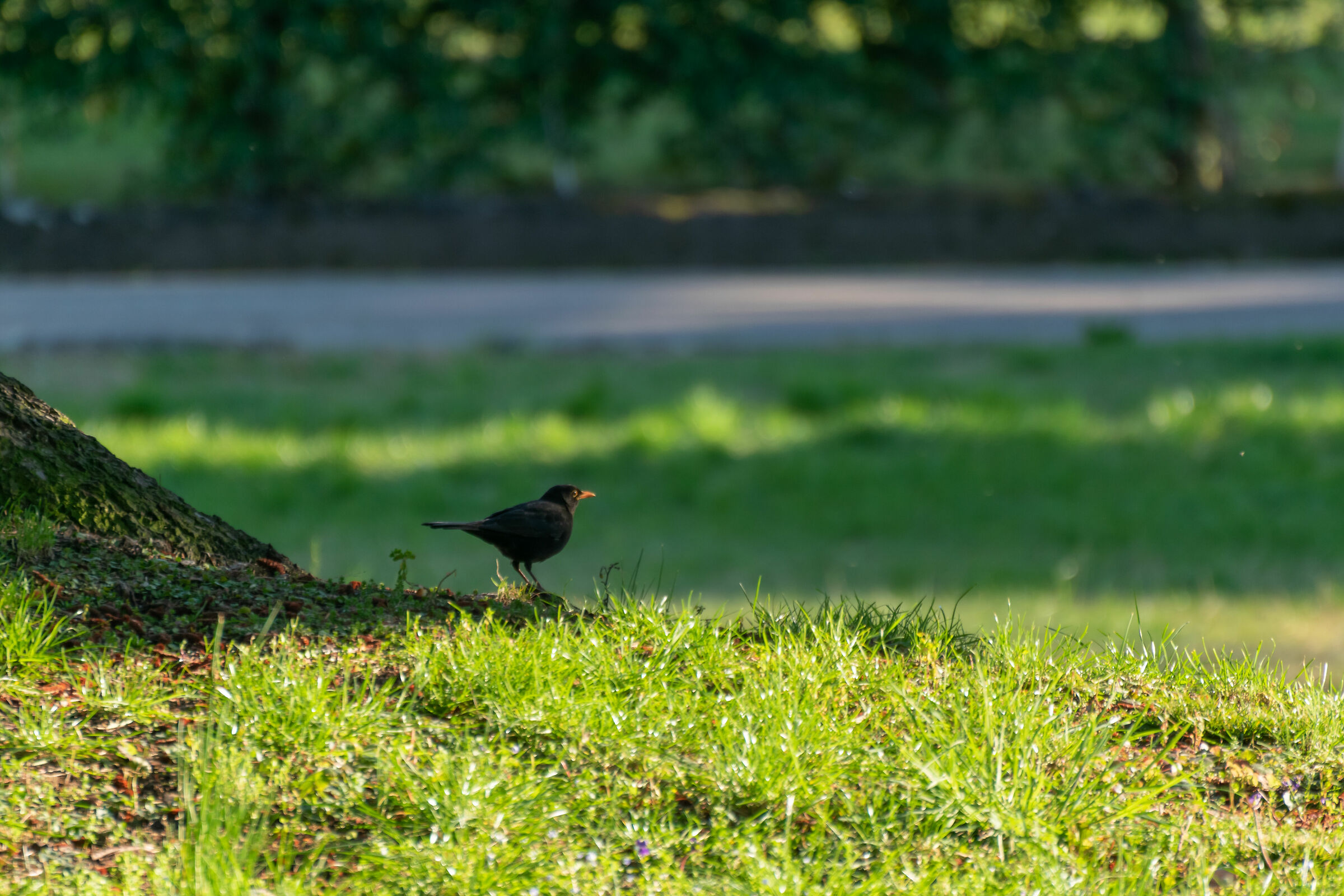 Turdus merula (Merlo)