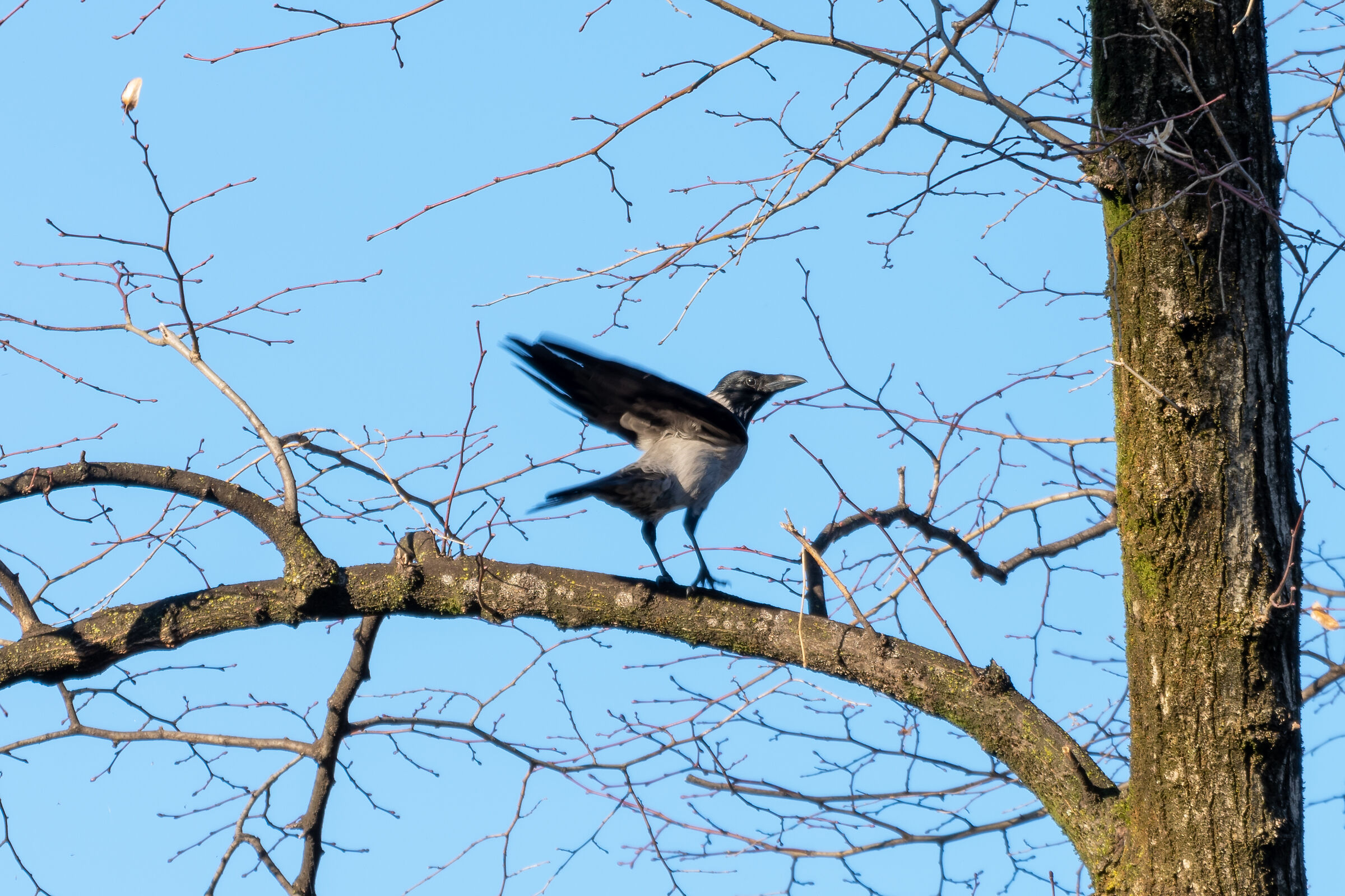 Corvus cornix (Cornacchia grigia) - Atterraggio