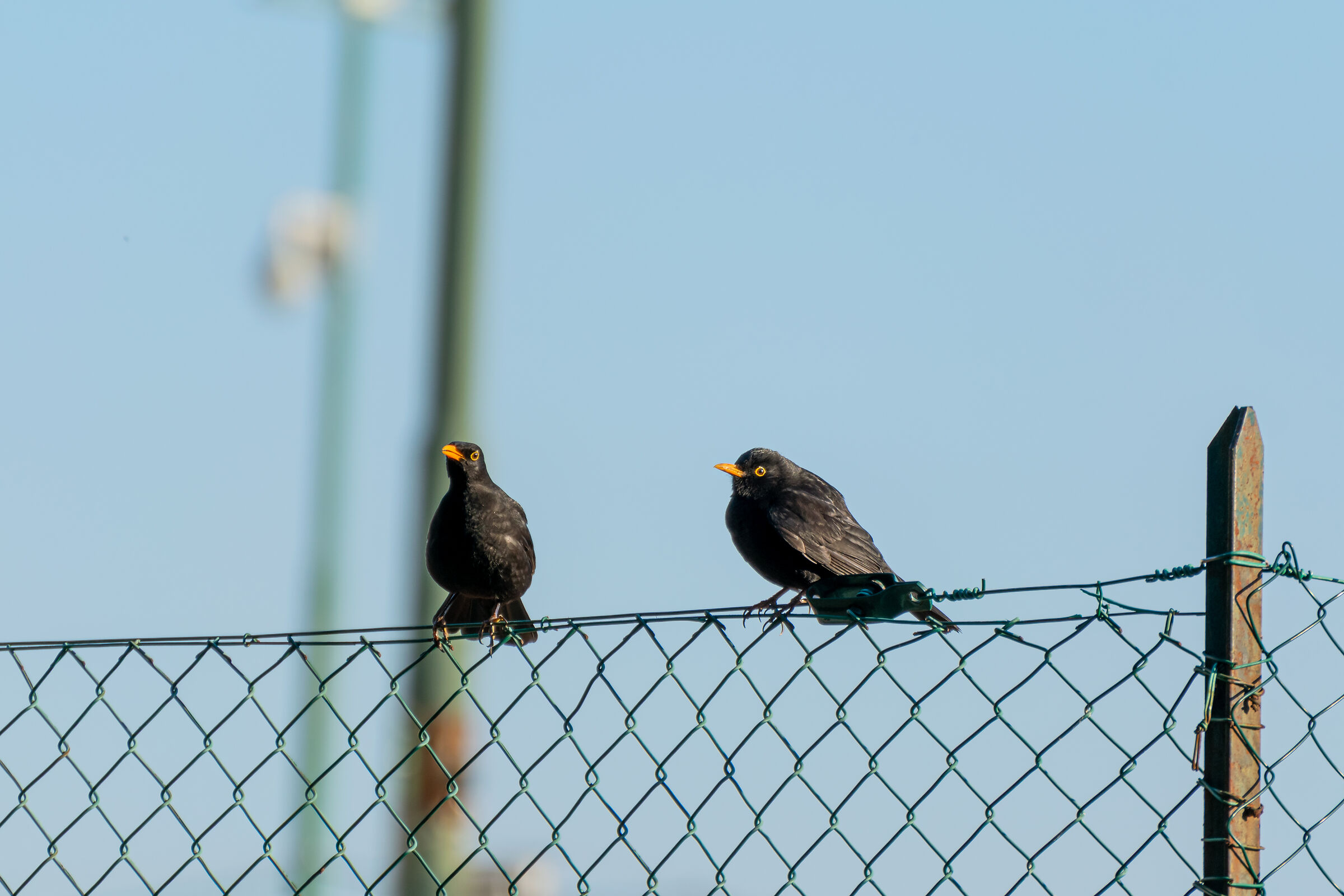 Turdus merula (Merlo) - Couple