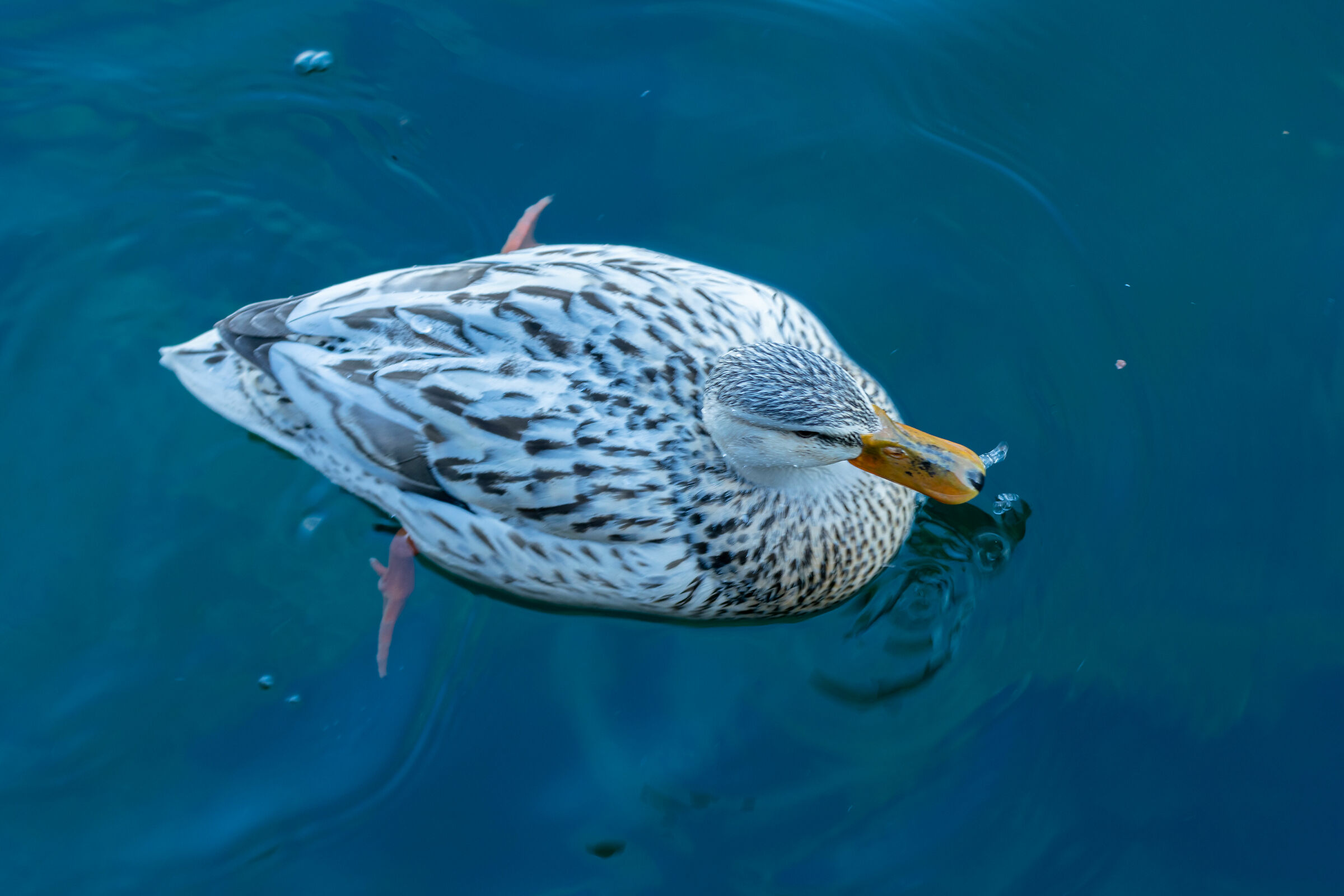 Anas platyrhynchos (Germano reale) - Albino