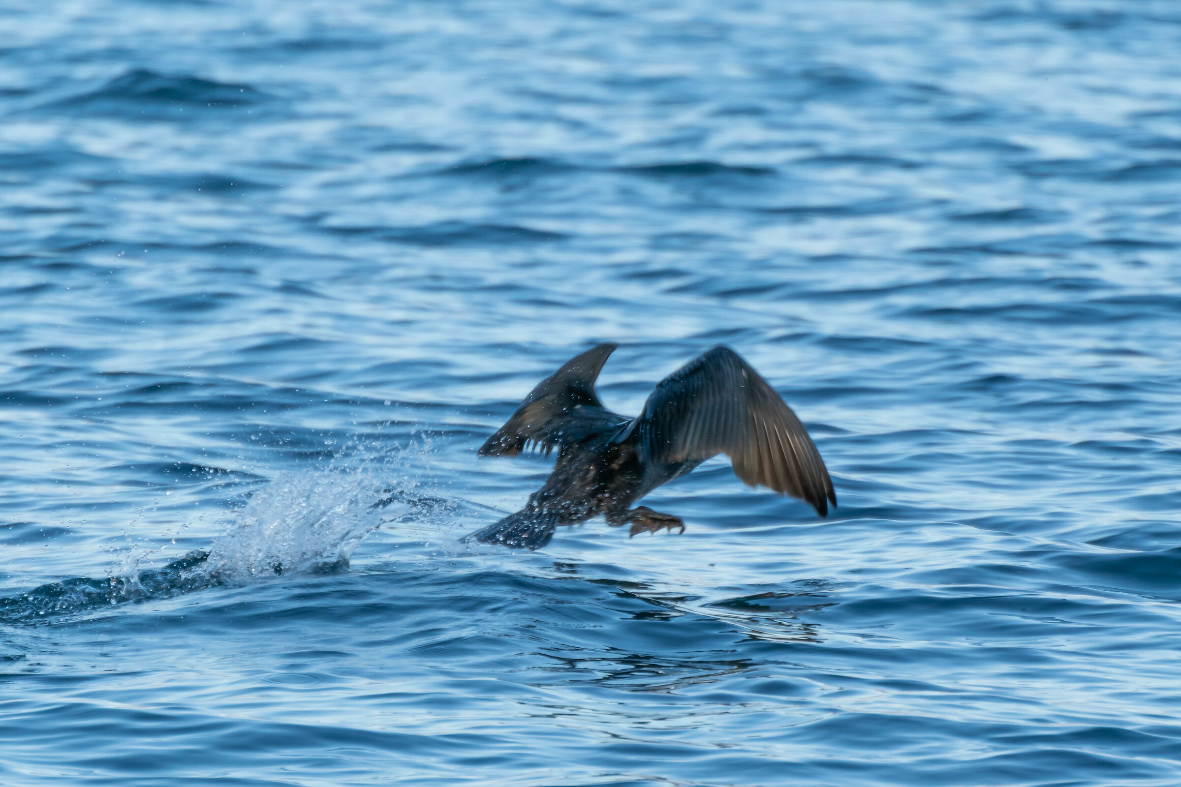 Phalacrocorax carbo (Common Cormoran) - Departure