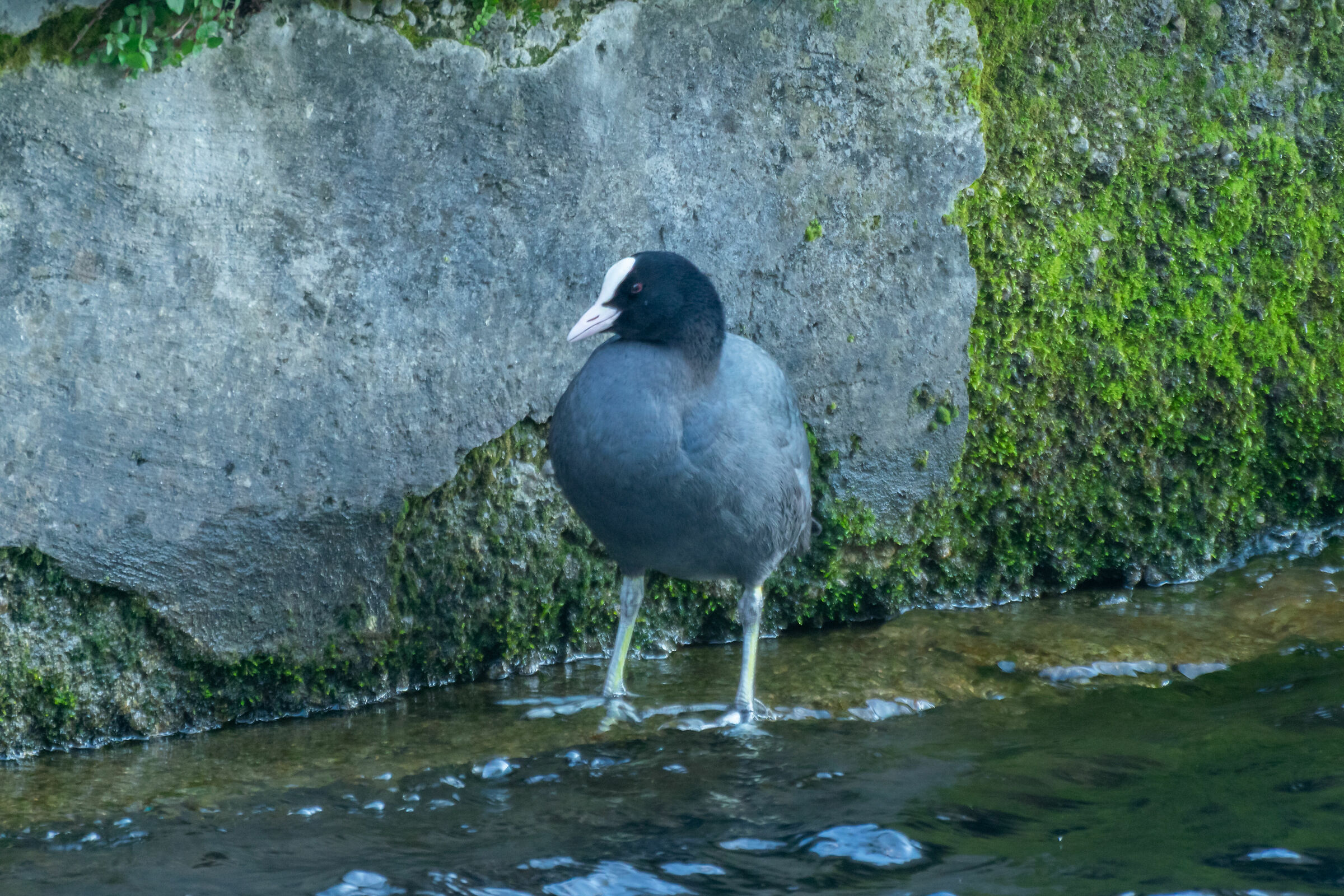 Fulica atra (Eurasian/common coot)