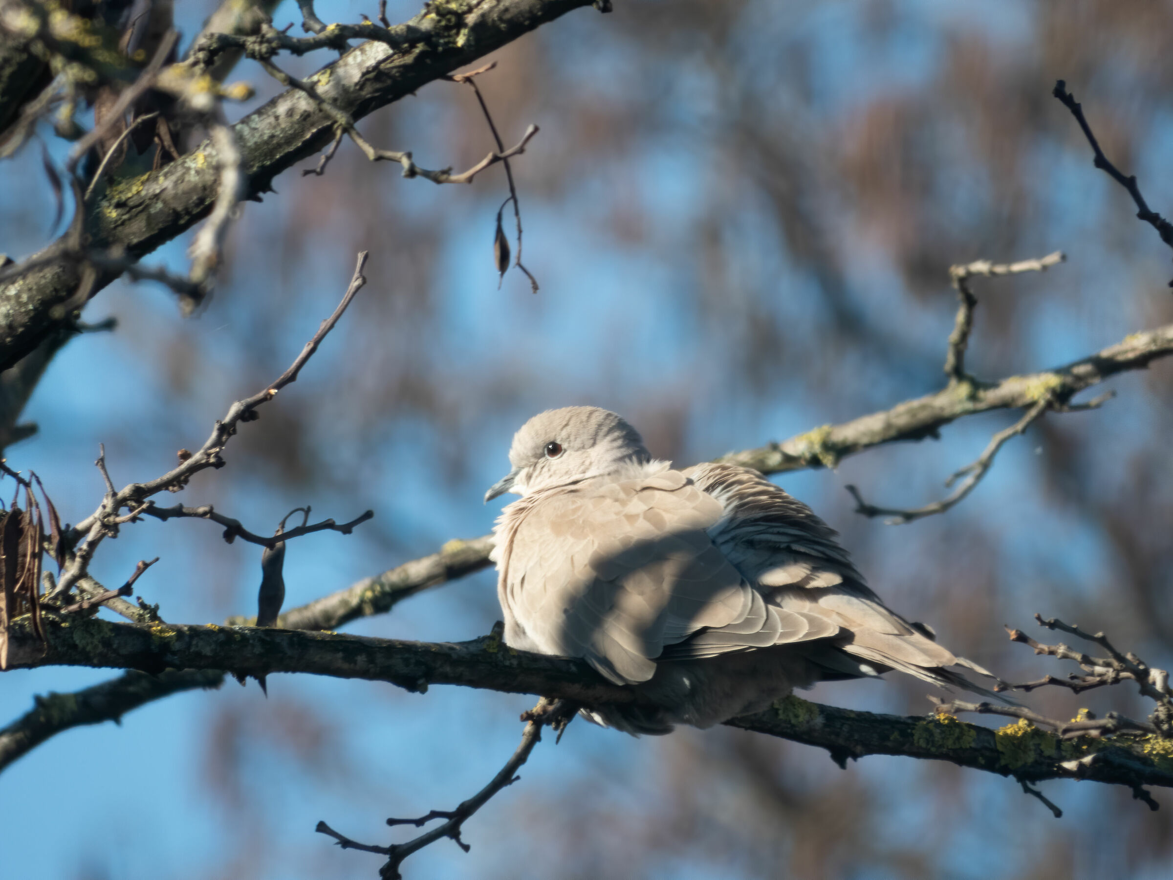Tortora dal Collare (Streptopelia decaocto)