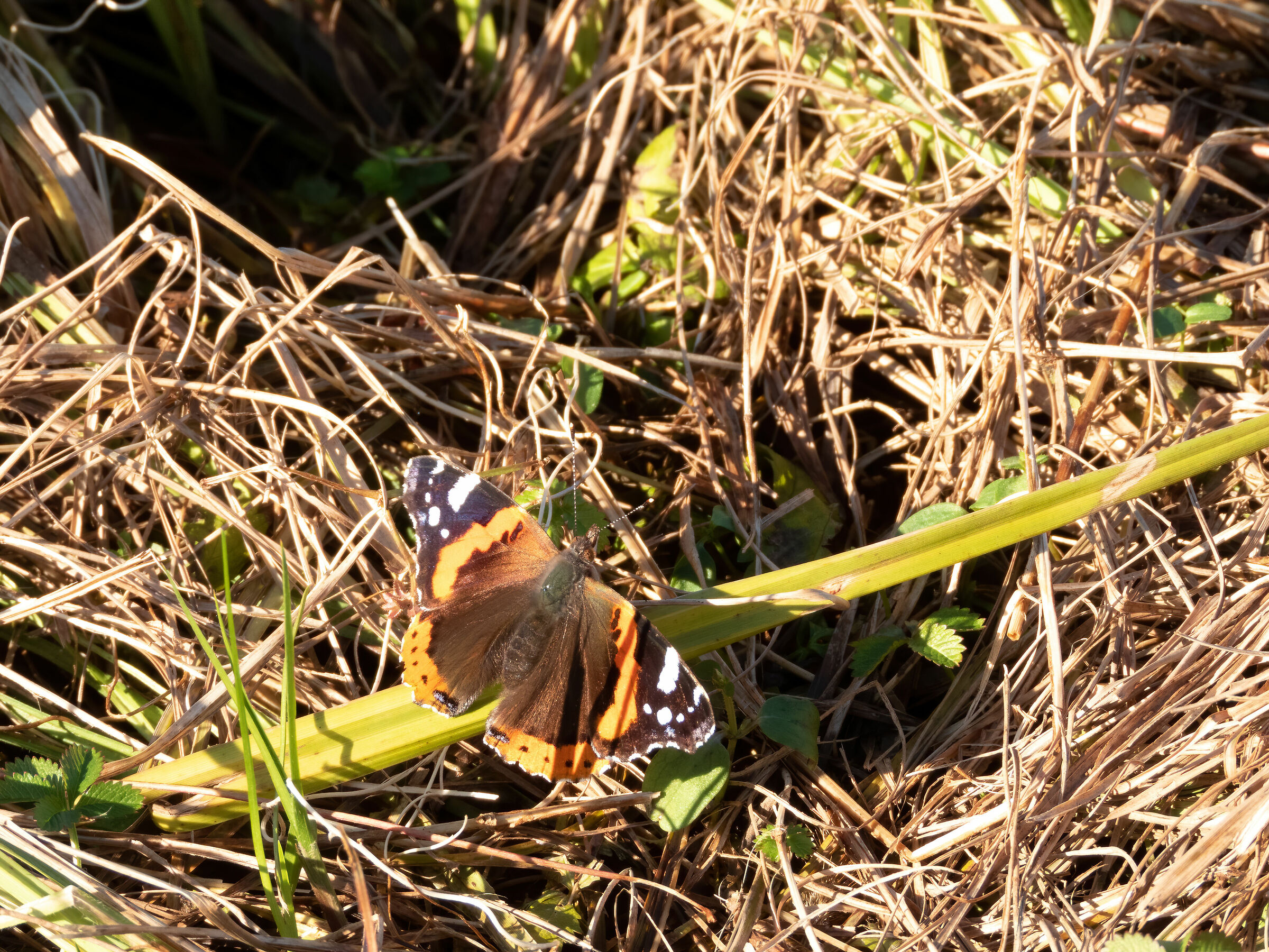 Atalanta (Vanessa Atalanta)