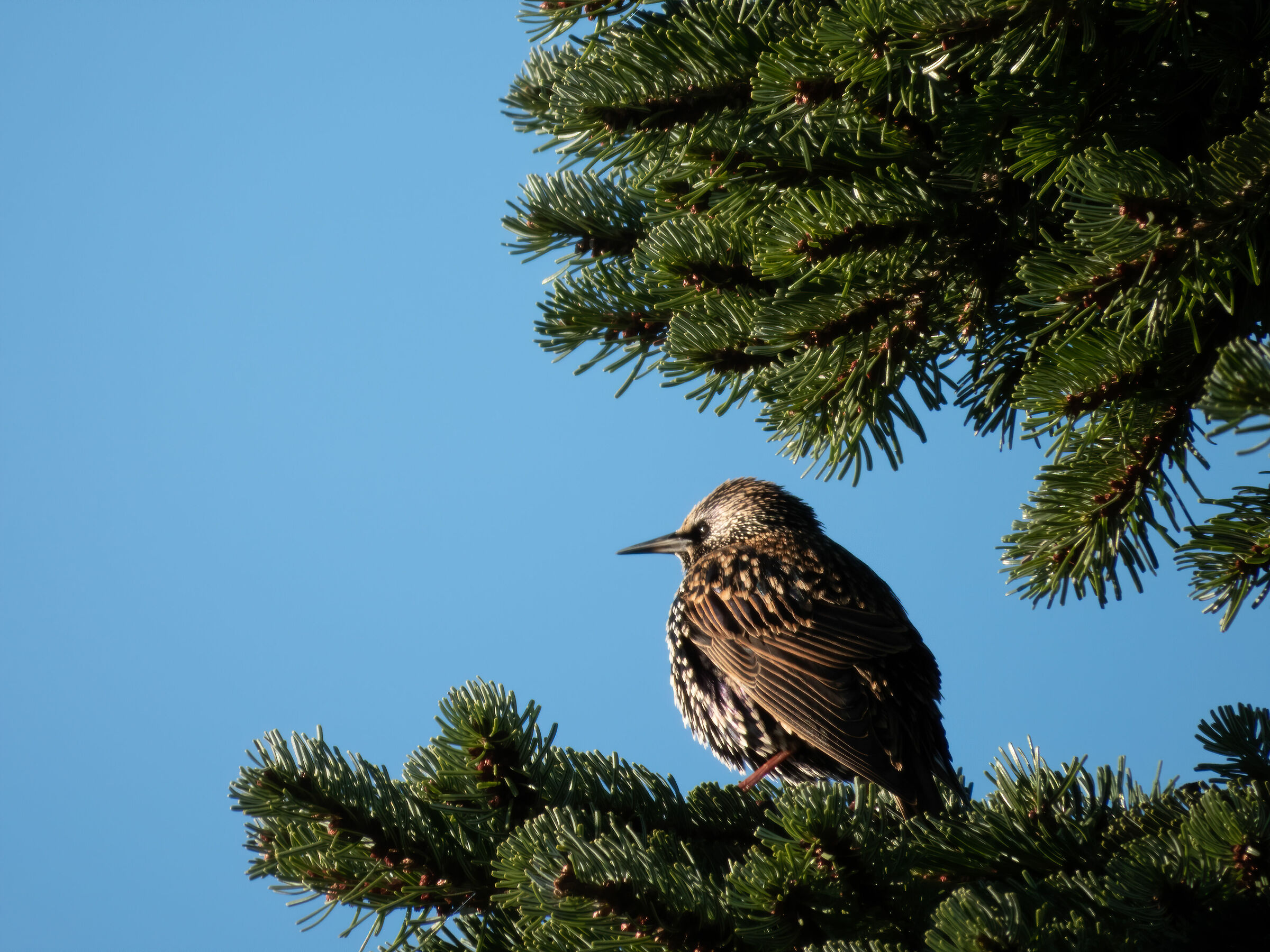 Sturnus vulgaris