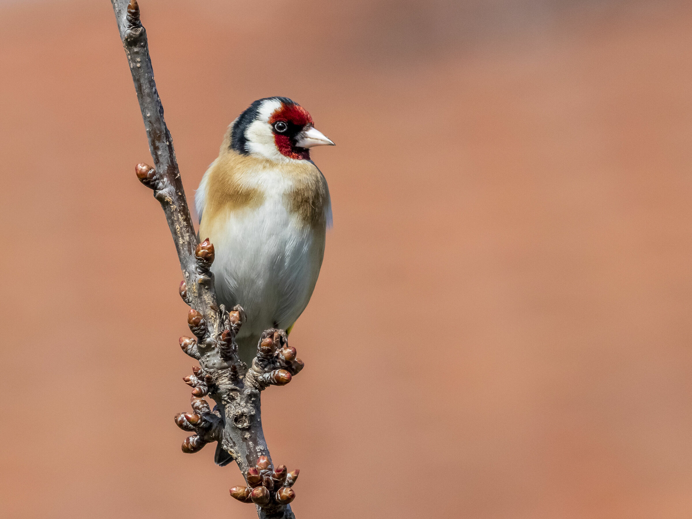 Goldfinch