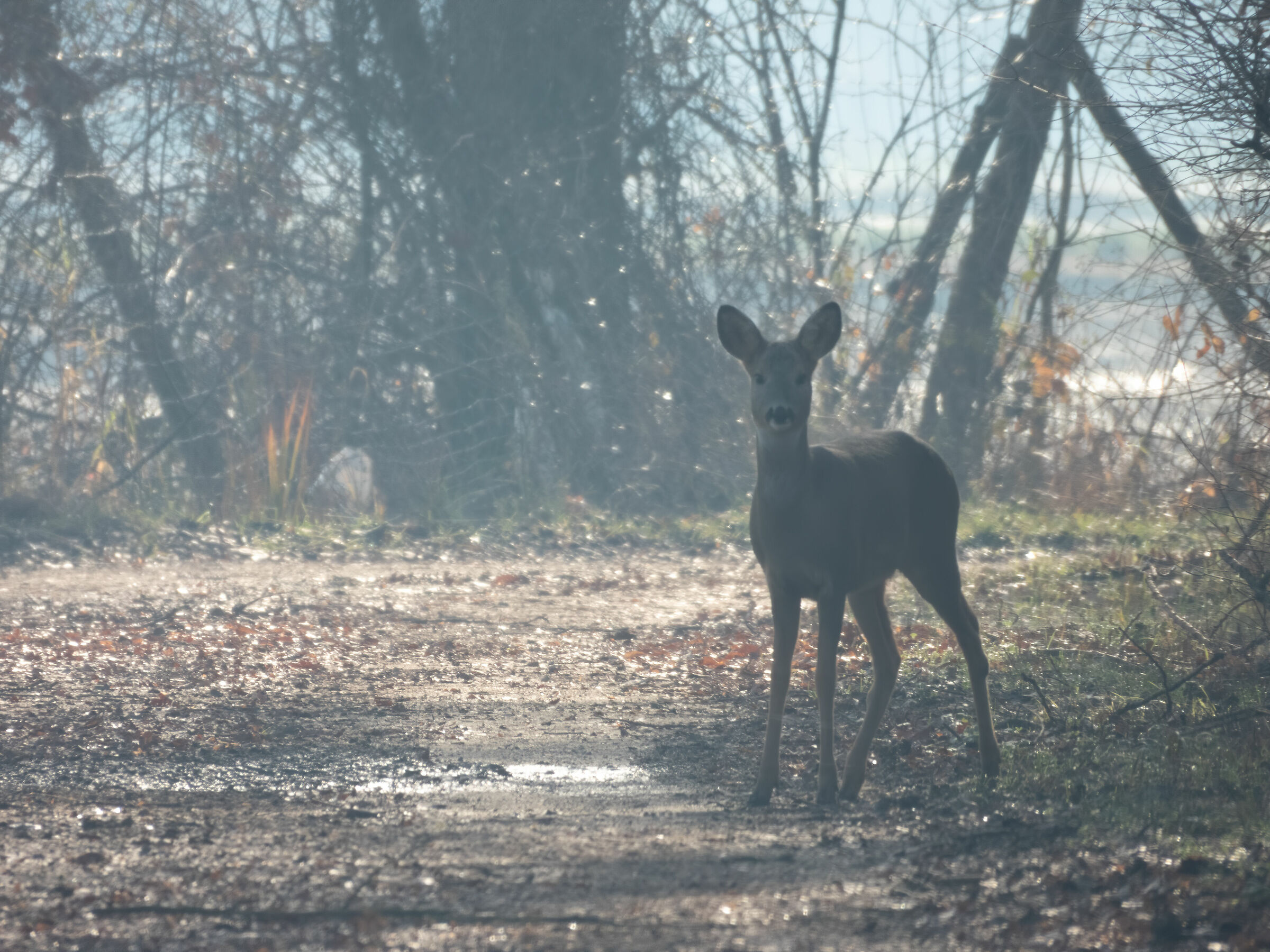 Roe deer (Capreolus capreolus)