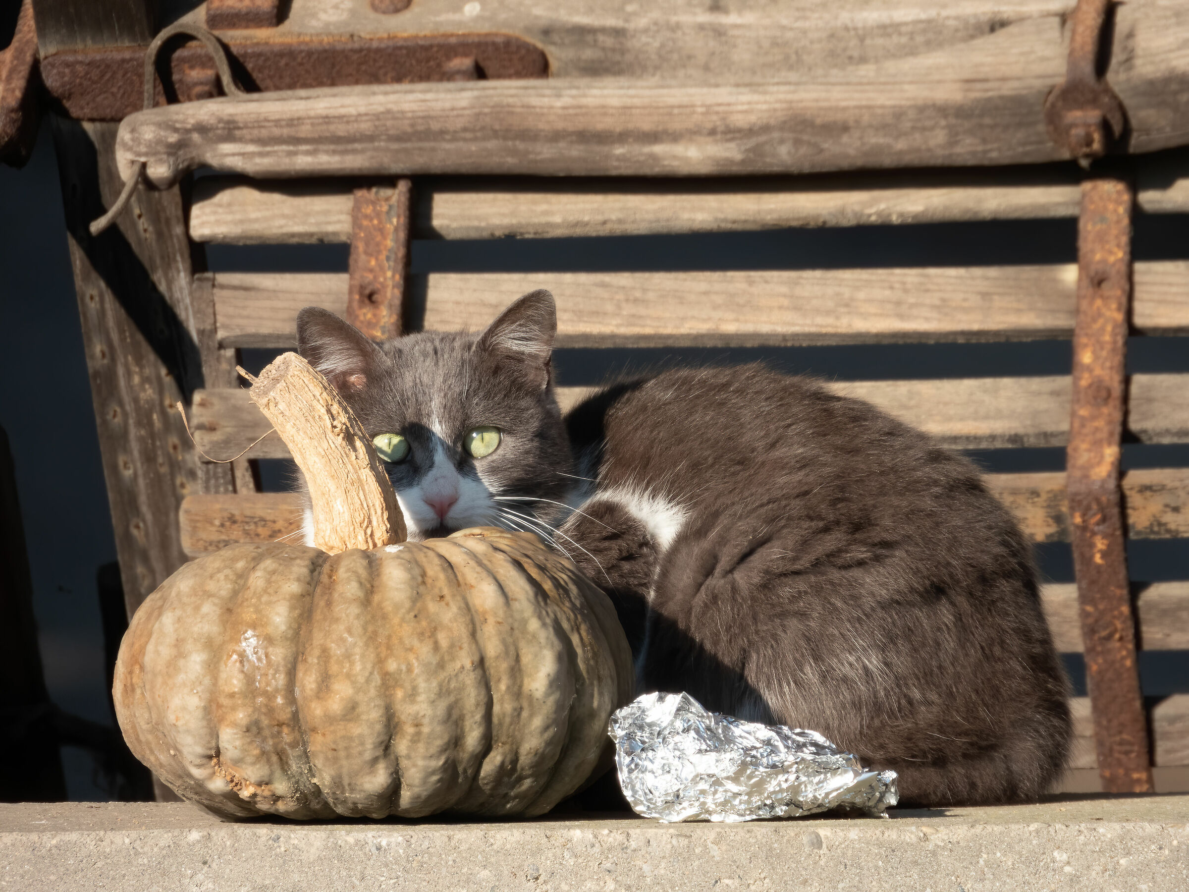 Domestic Cat (Felis silvestris catus)