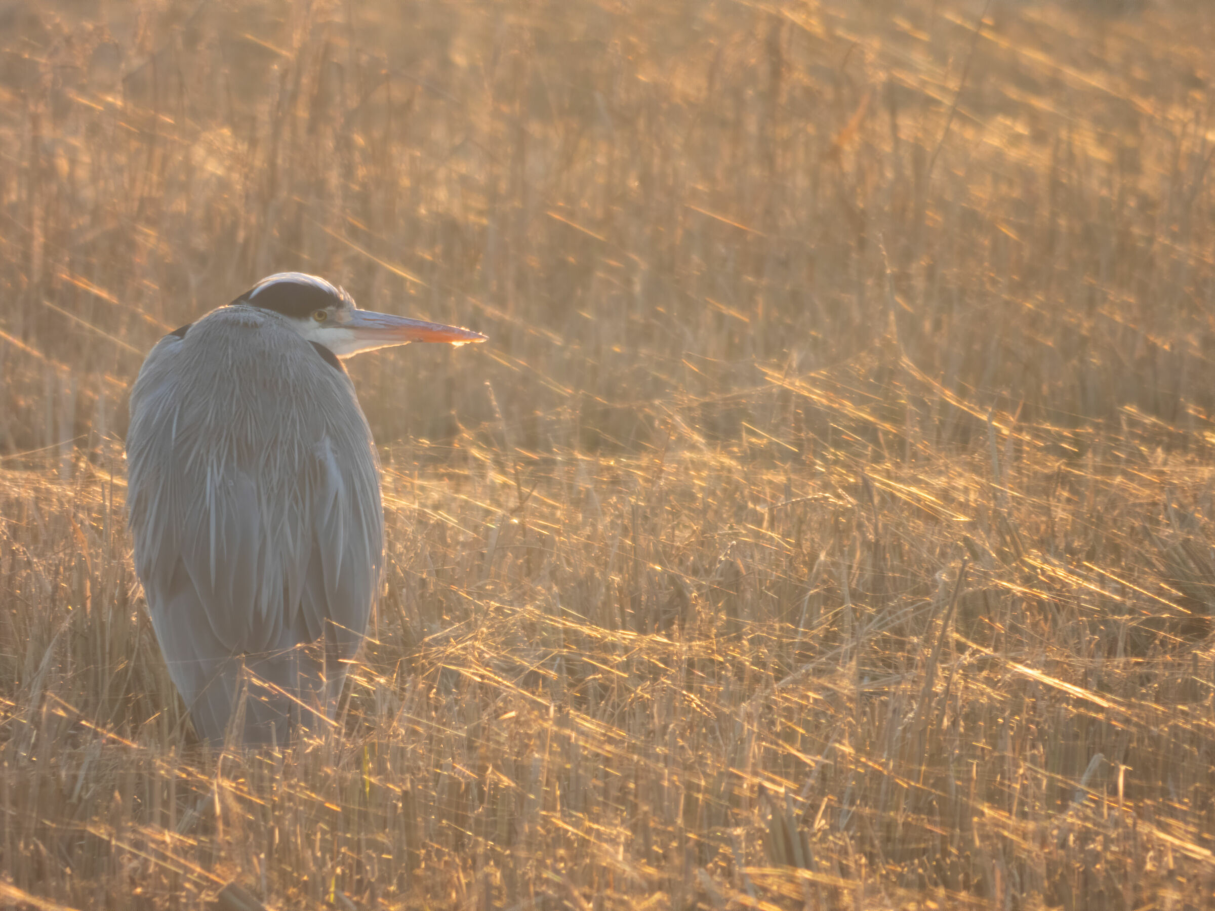 Heron Ash (Ardea cinerea) - Golden Hour