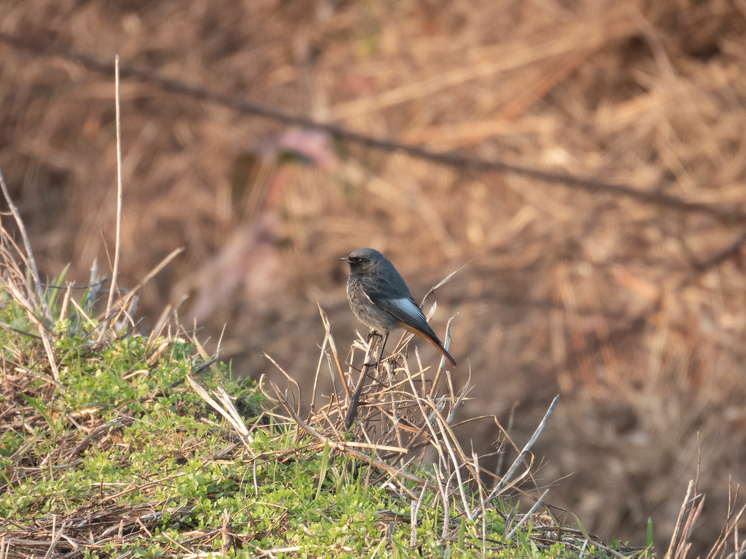 Codirosso Chimney Sweep (Phoenicurus ochruros)