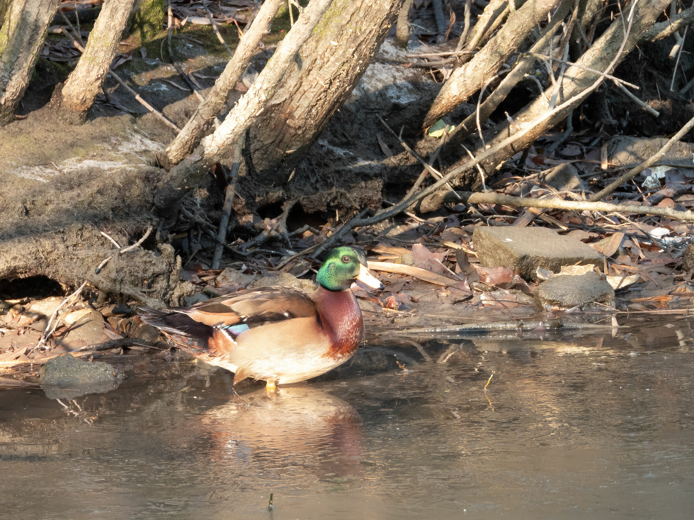Half German, half Duck Bride (Aix sponsa x Anas pl.)