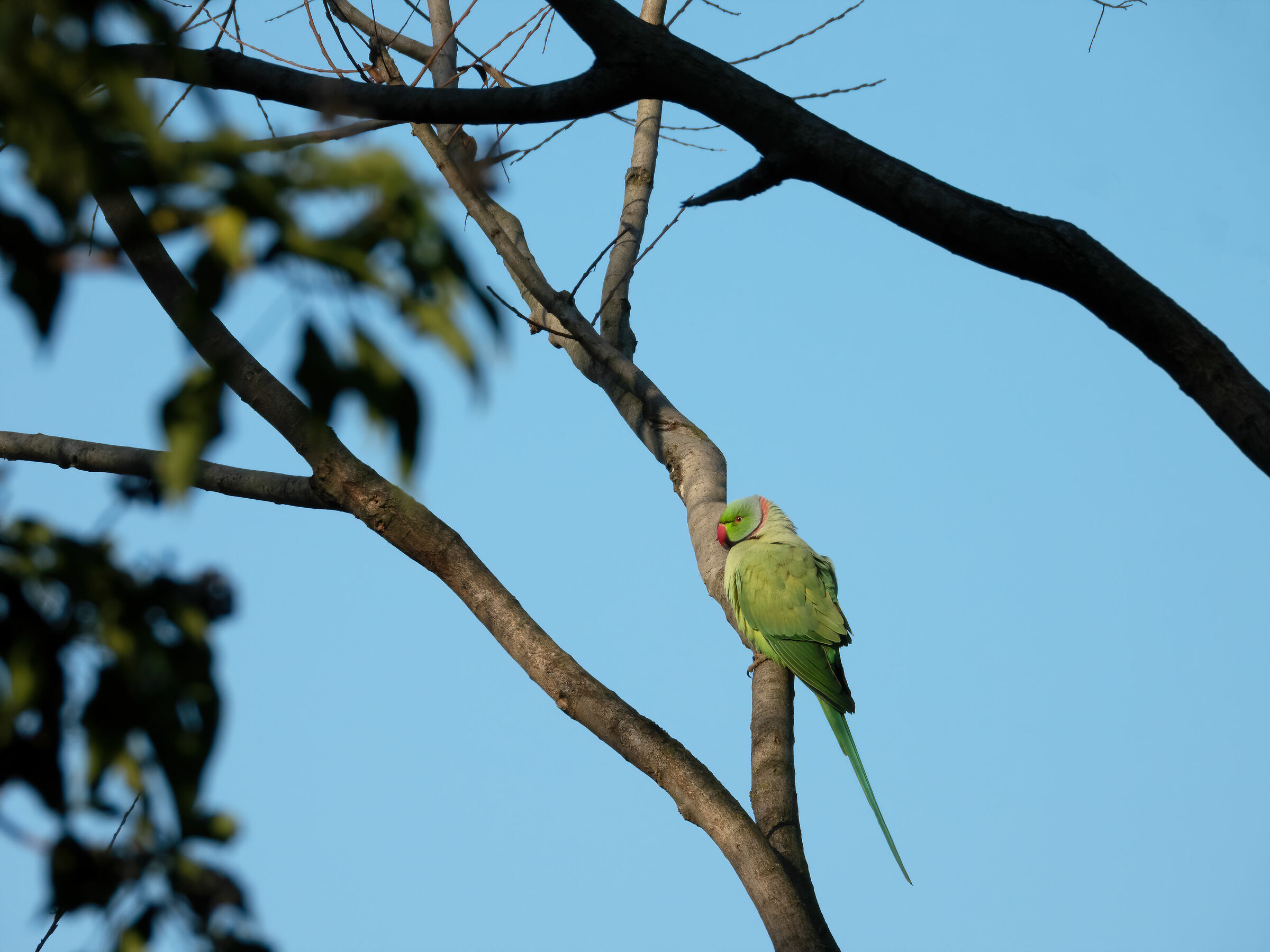 Collar Parroche (Psittacula Krameri)