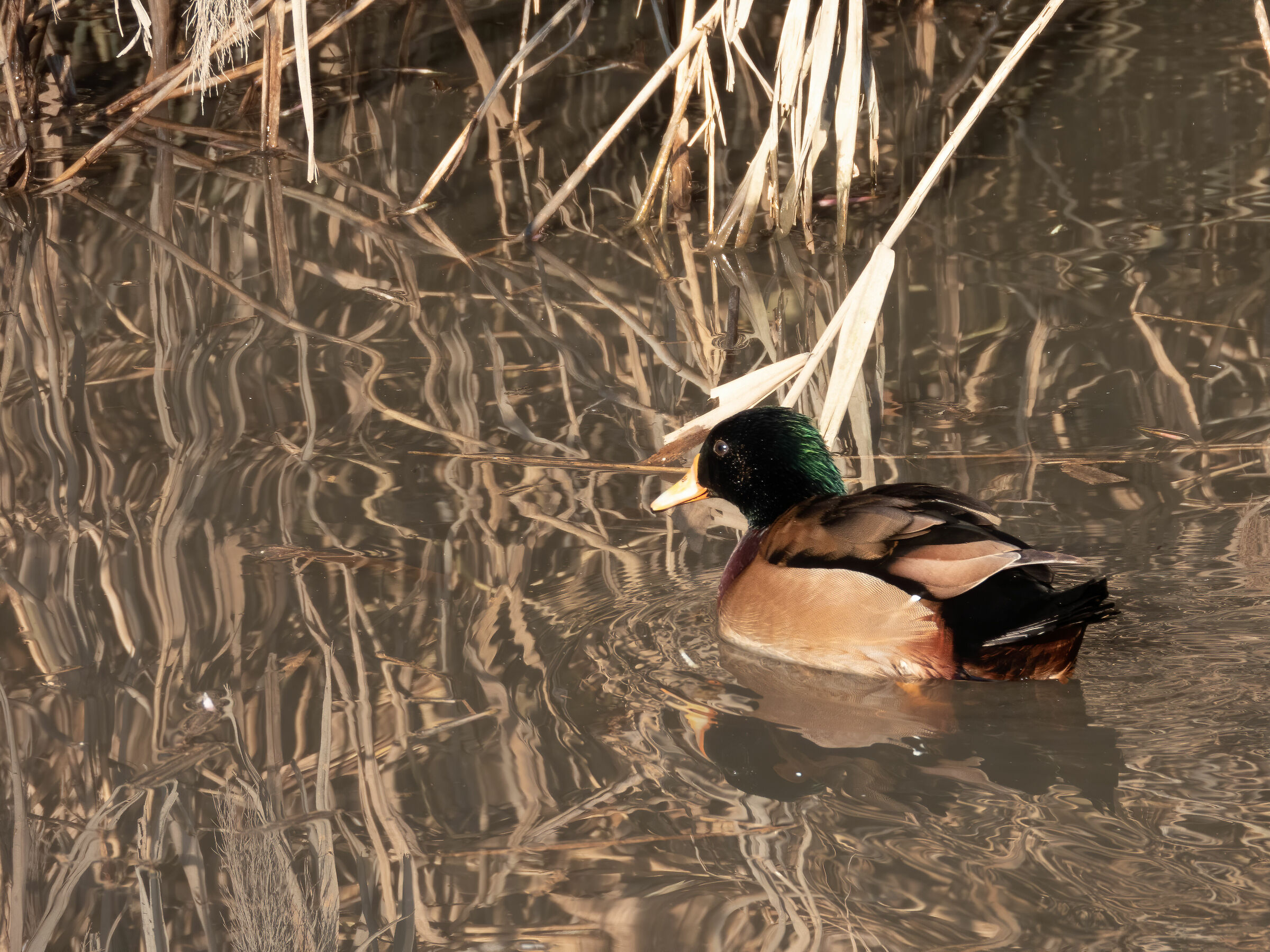 Half German, half Duck Bride - Pars II