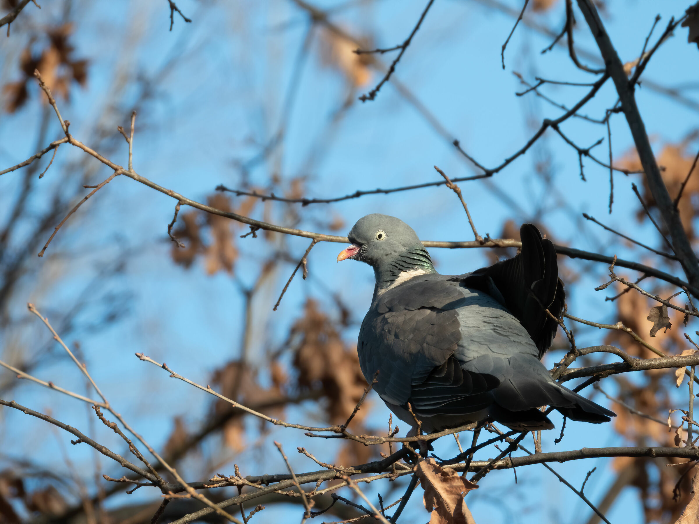 Dove (Columba palumbus)