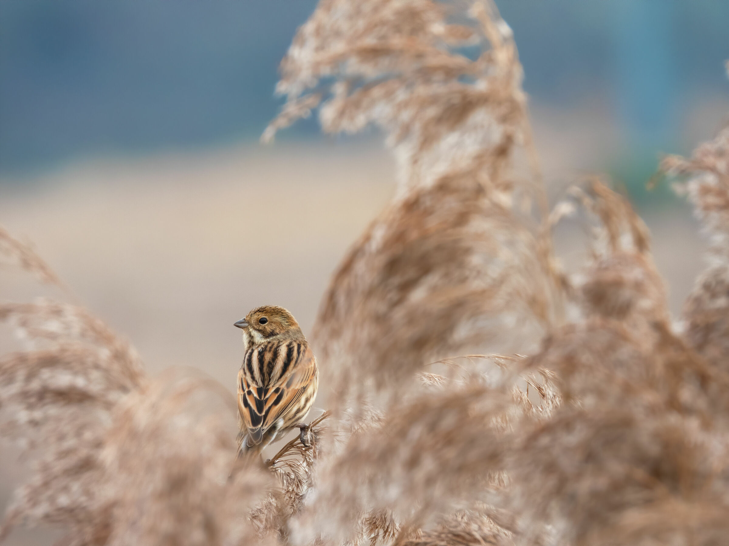 Marsh Mile (Emberiza schoeniclus)