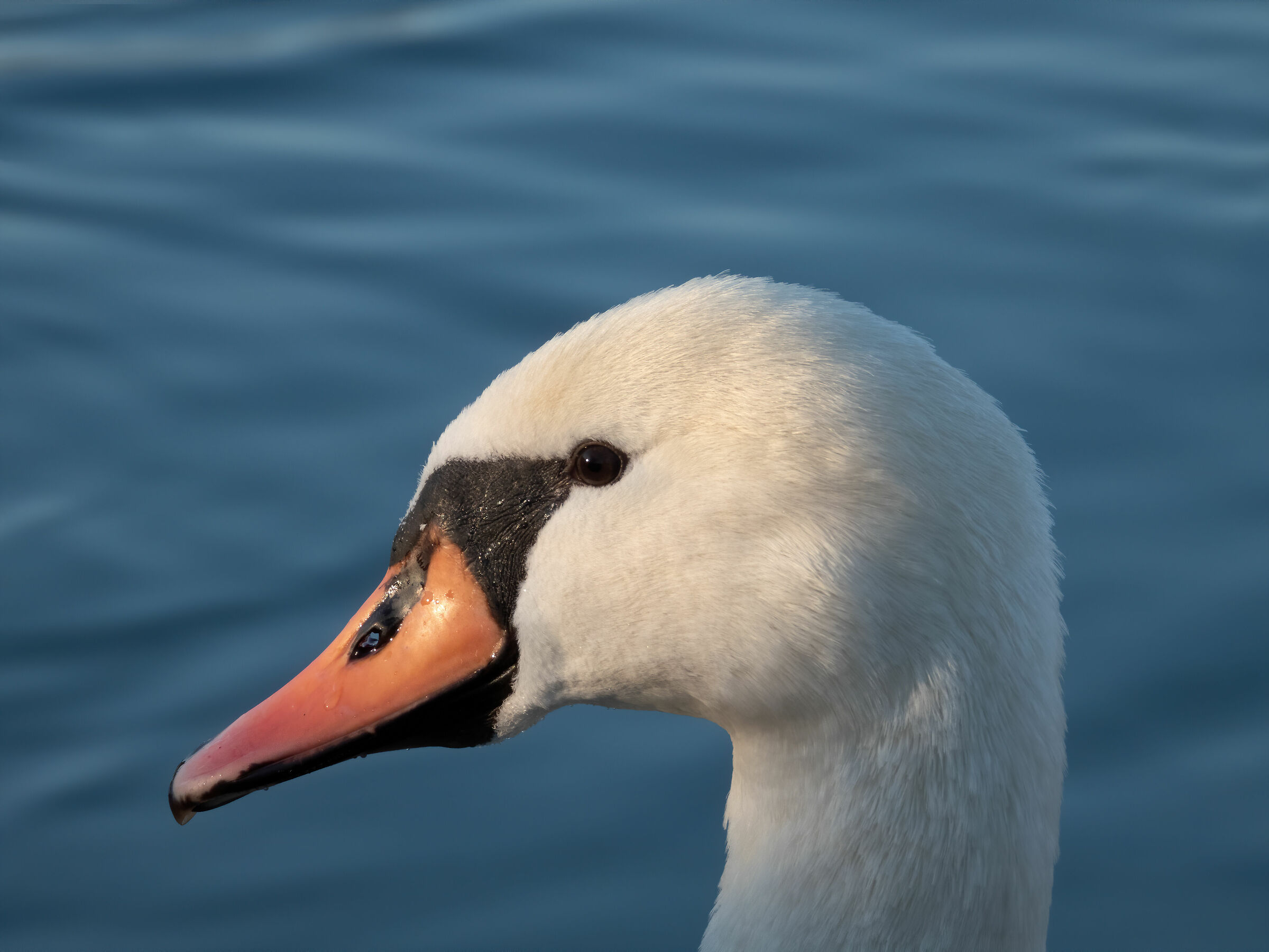 Royal Swan (Cygnus olor)