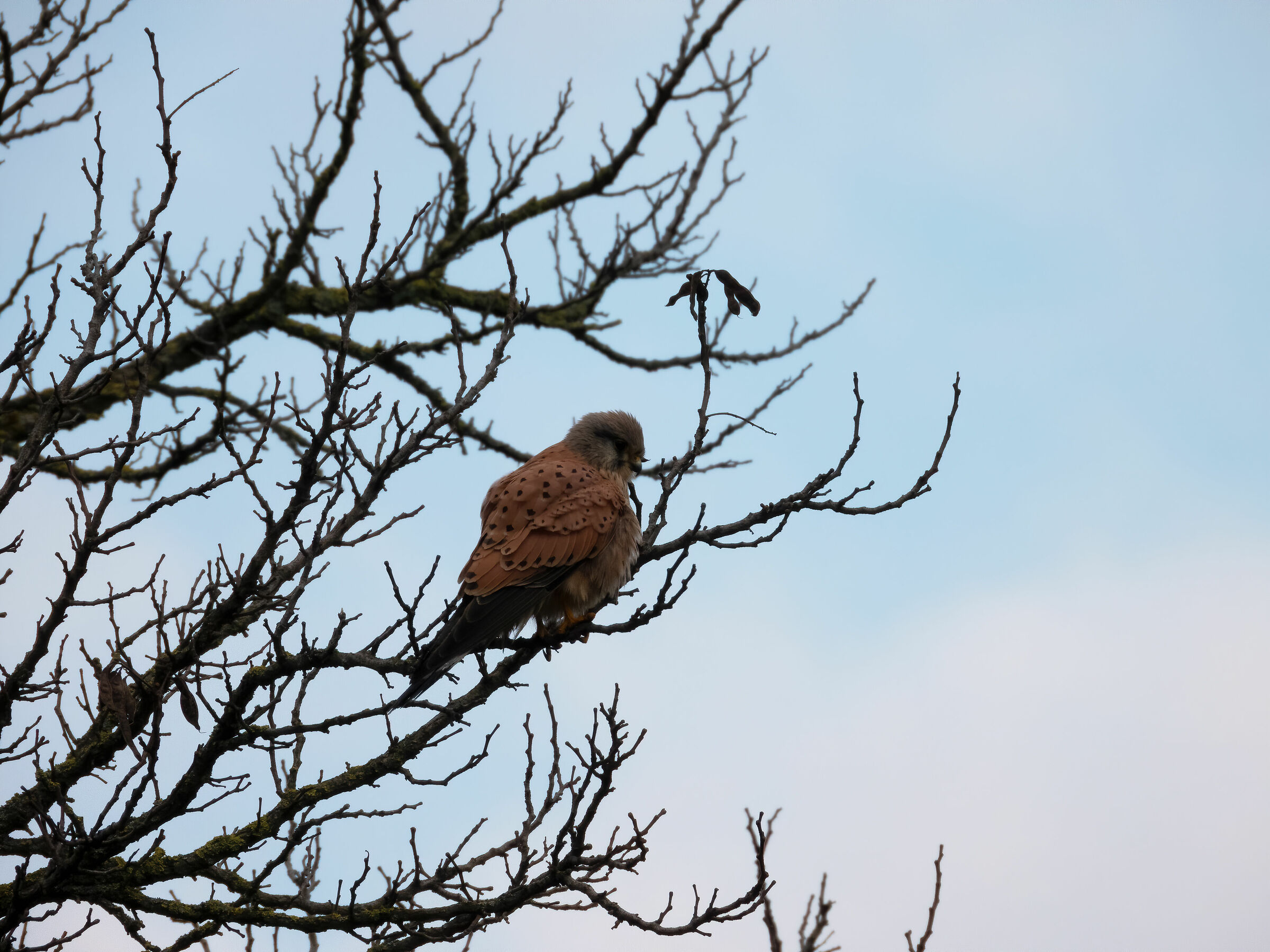 Gheppio (Falco tinnunculus) - ??