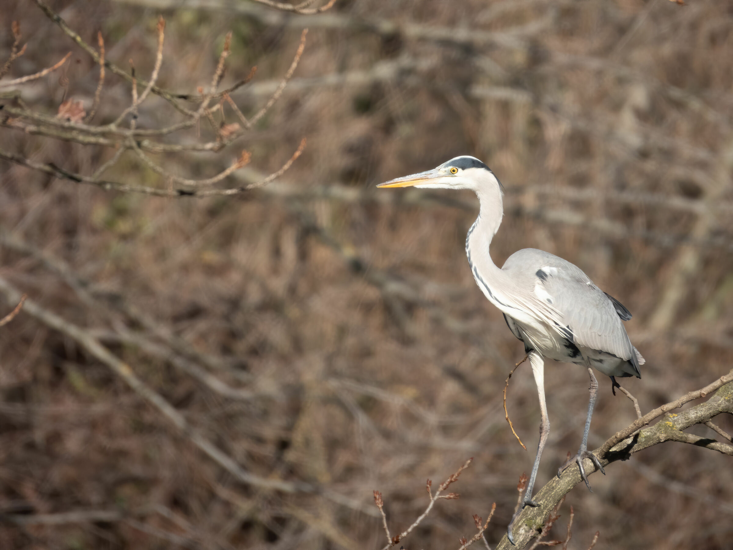 Heron Ash (Ardea cinerea)
