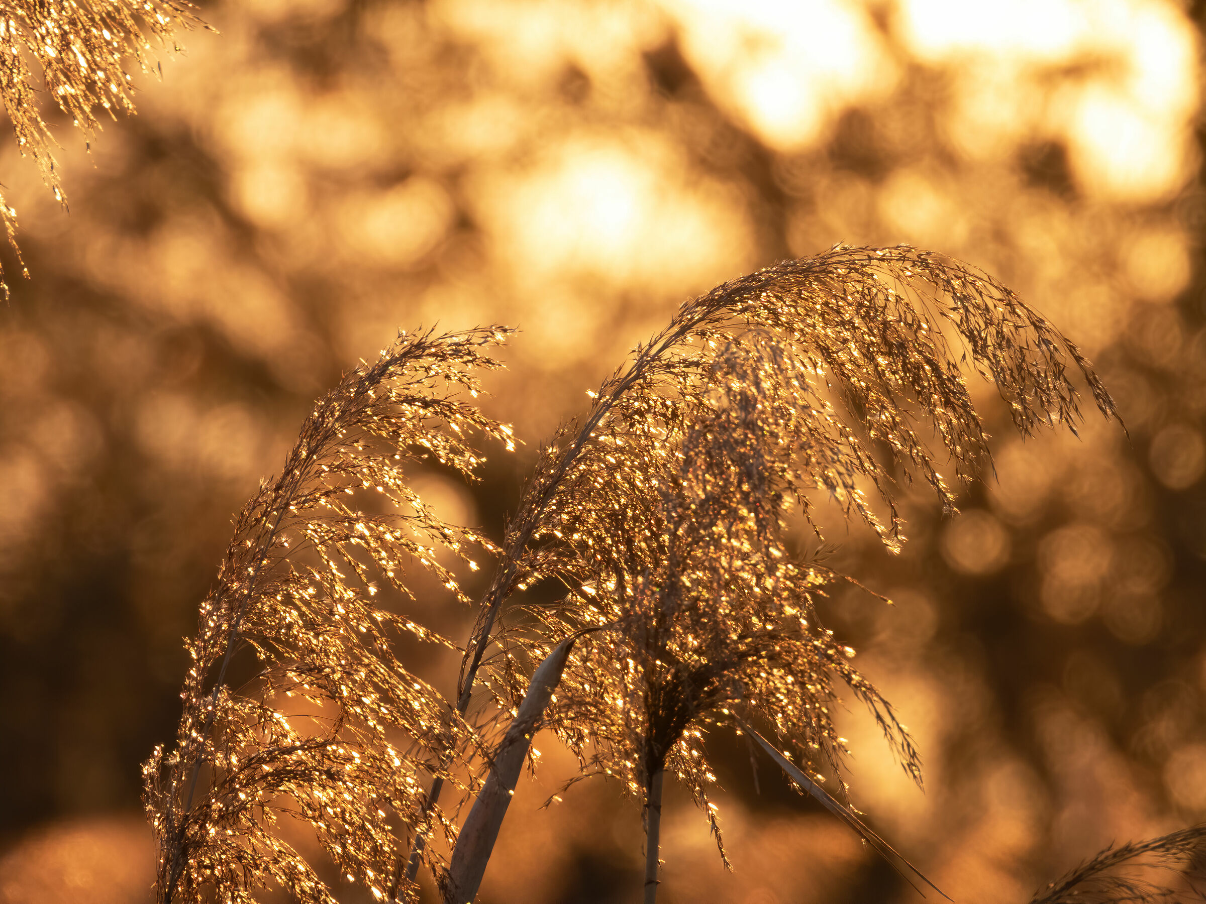 Swamp straws and Golden Hour