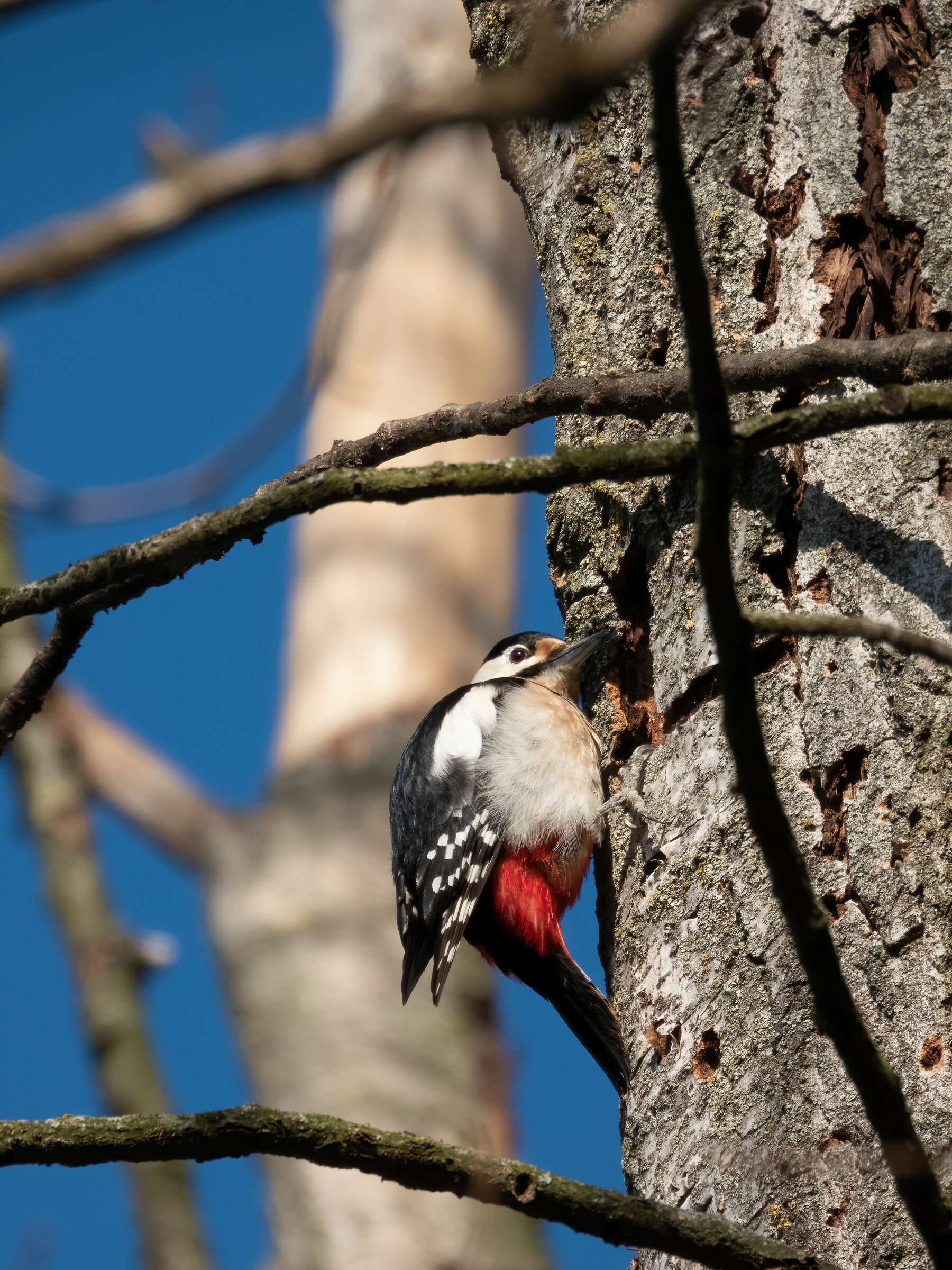 Major Red Peak (Dendrocopos major) - ??