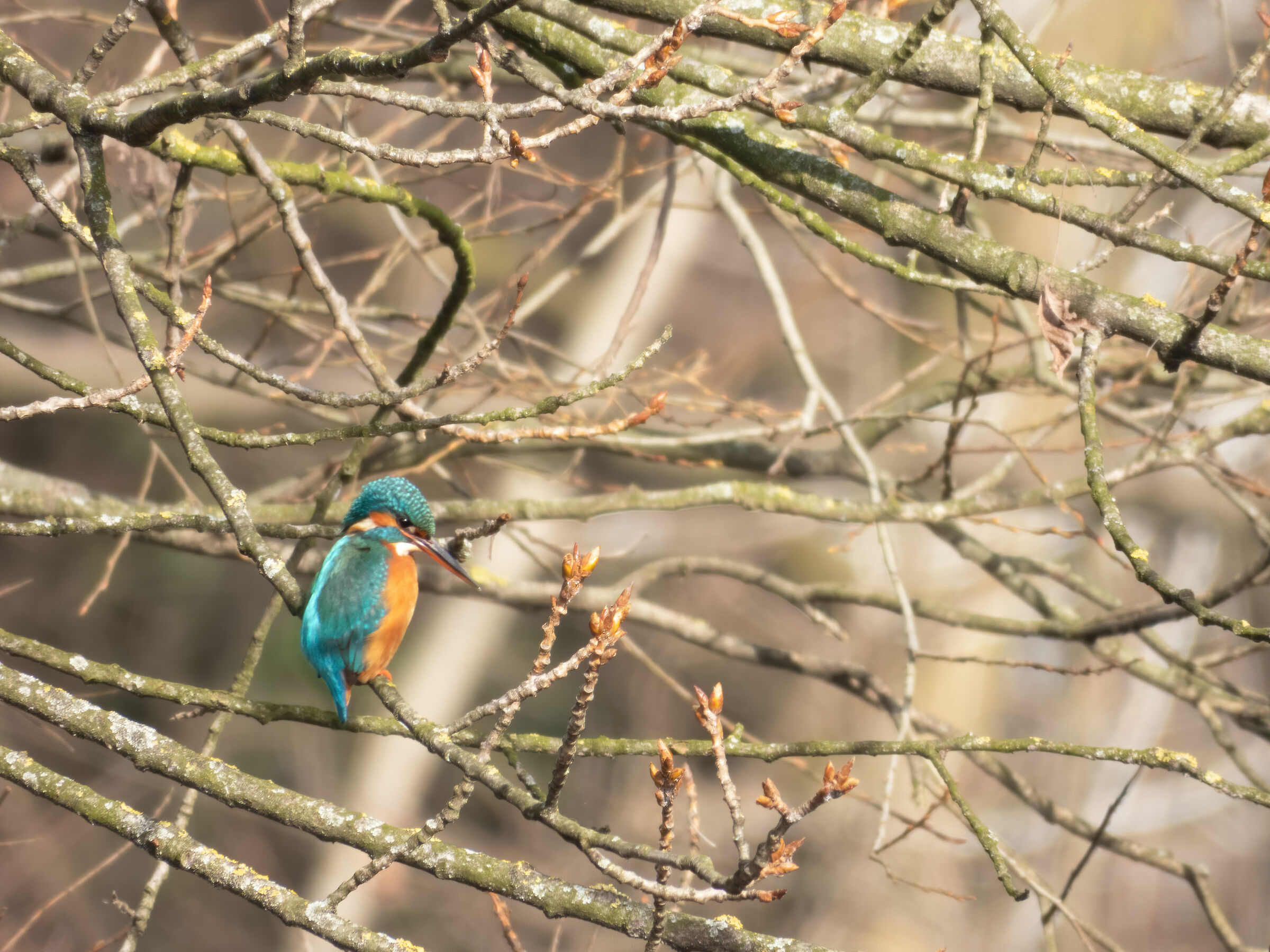 Martin Fisher (Alcedo atthis) - ?