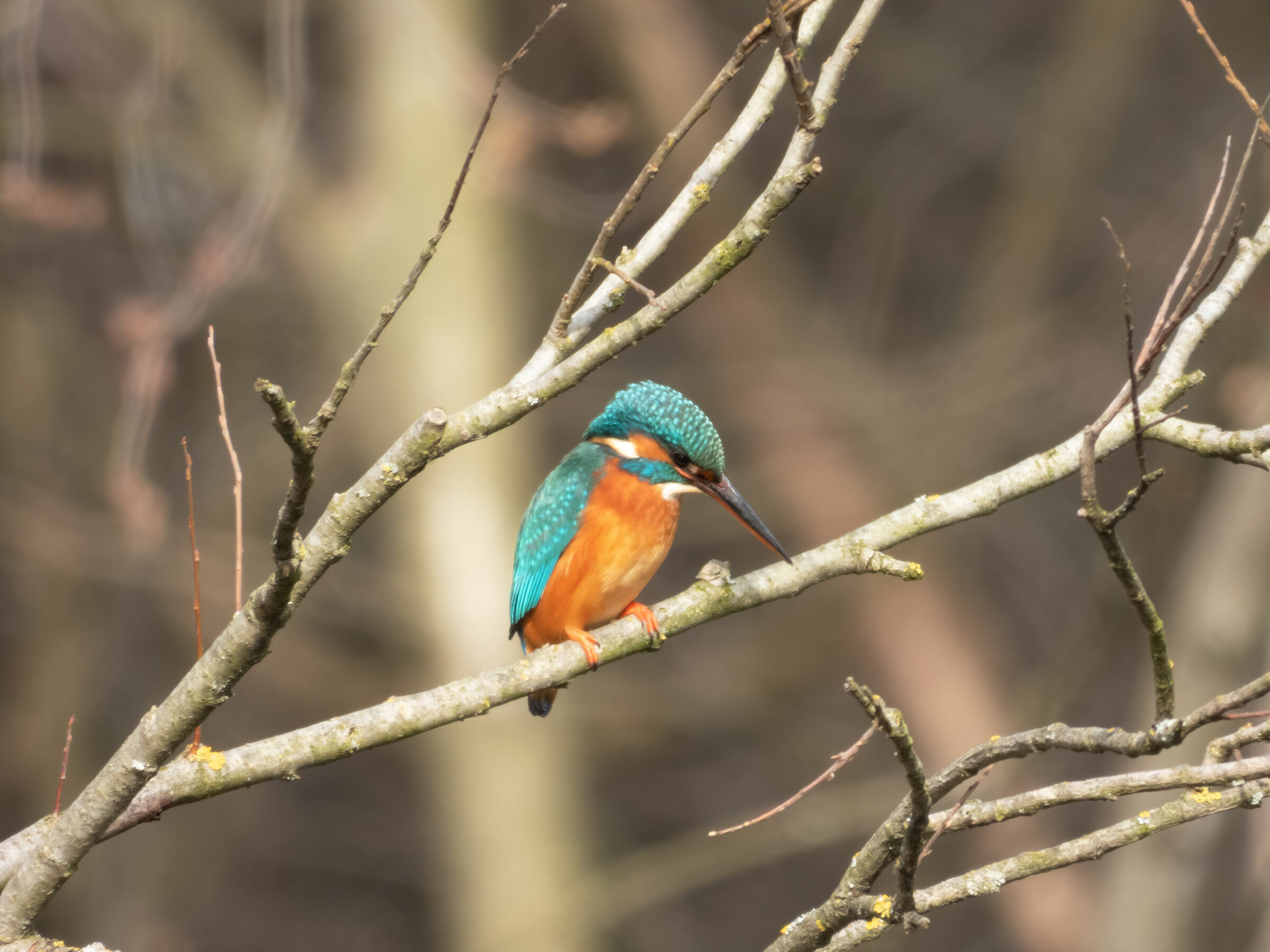 Martin Fisher (Alcedo atthis) - Closeup