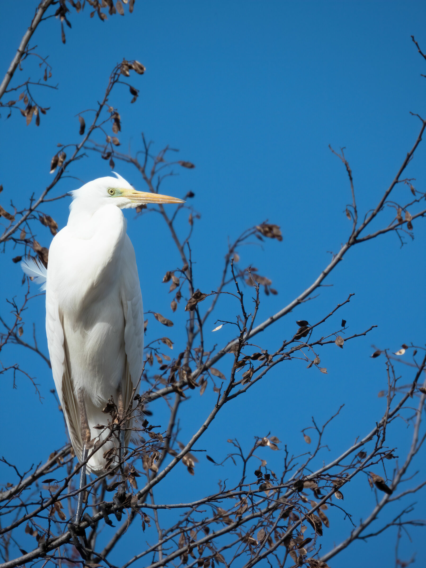 Major White Heron (Ardea Dawn)