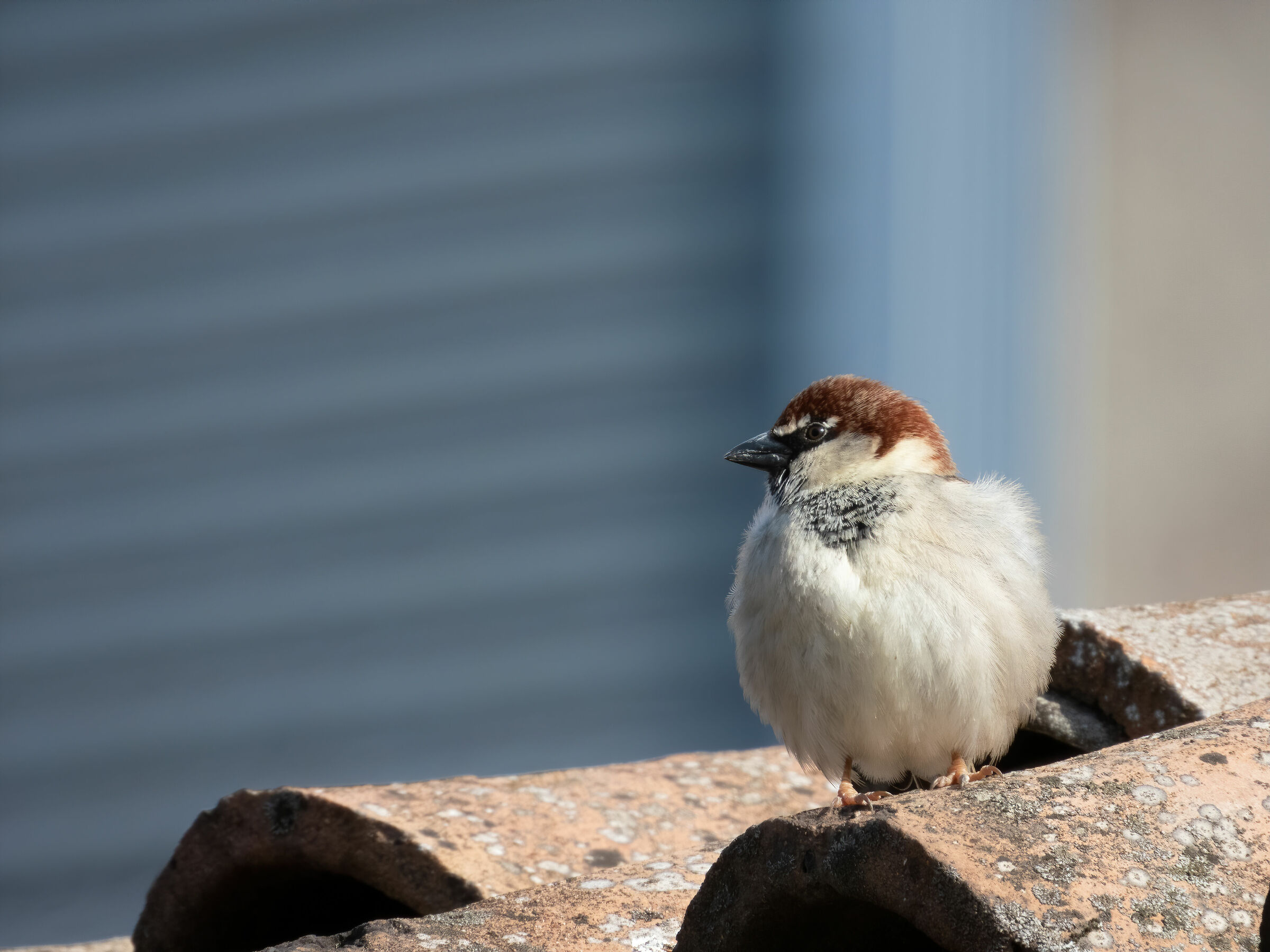 Passera d'Italia (Passer italiae) - Closeup