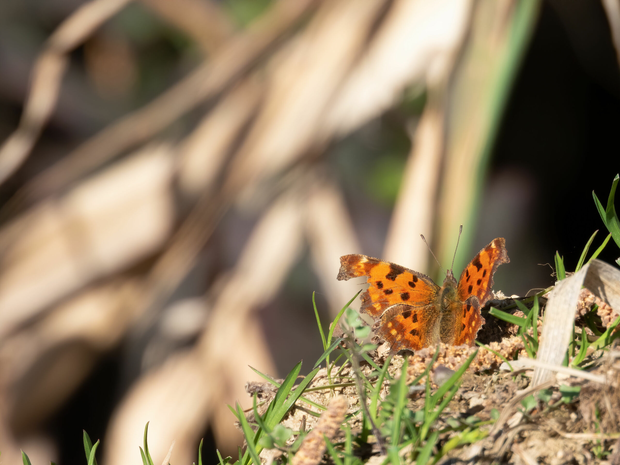 Virgola (Polygonia c-album)