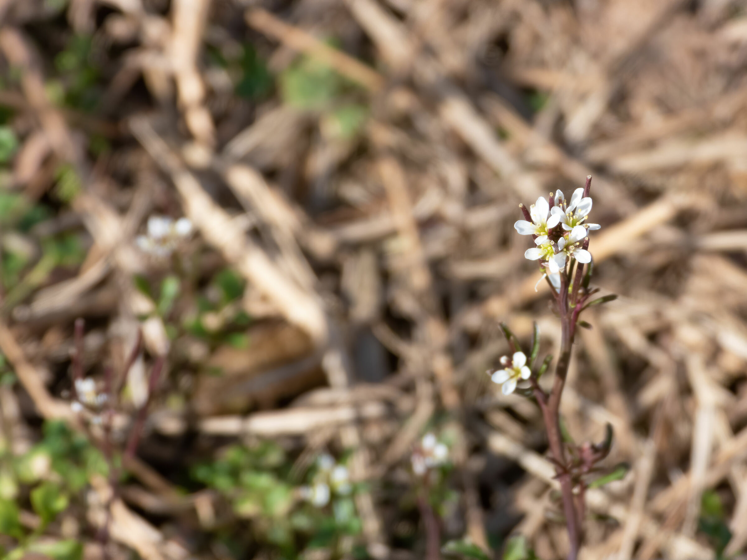 Billeri Primaticcio (Cardamine hirsuta)