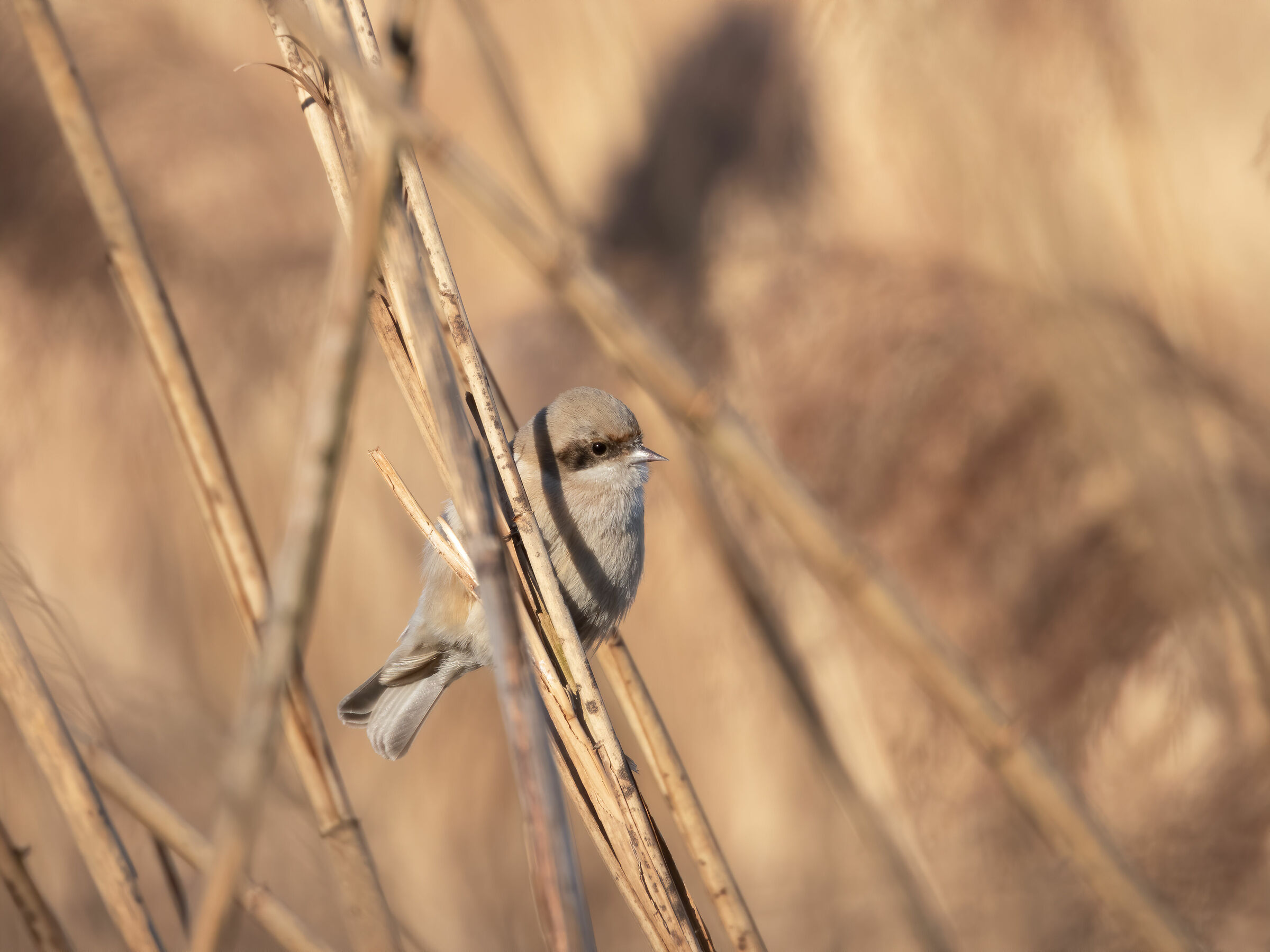 Pendolino (Remiz pendulinus) - &female;