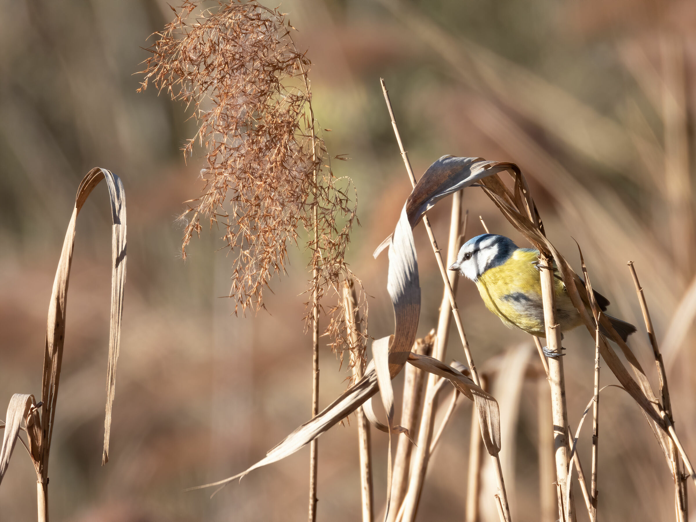 Cinciarella (Cyanistes caeruleus)