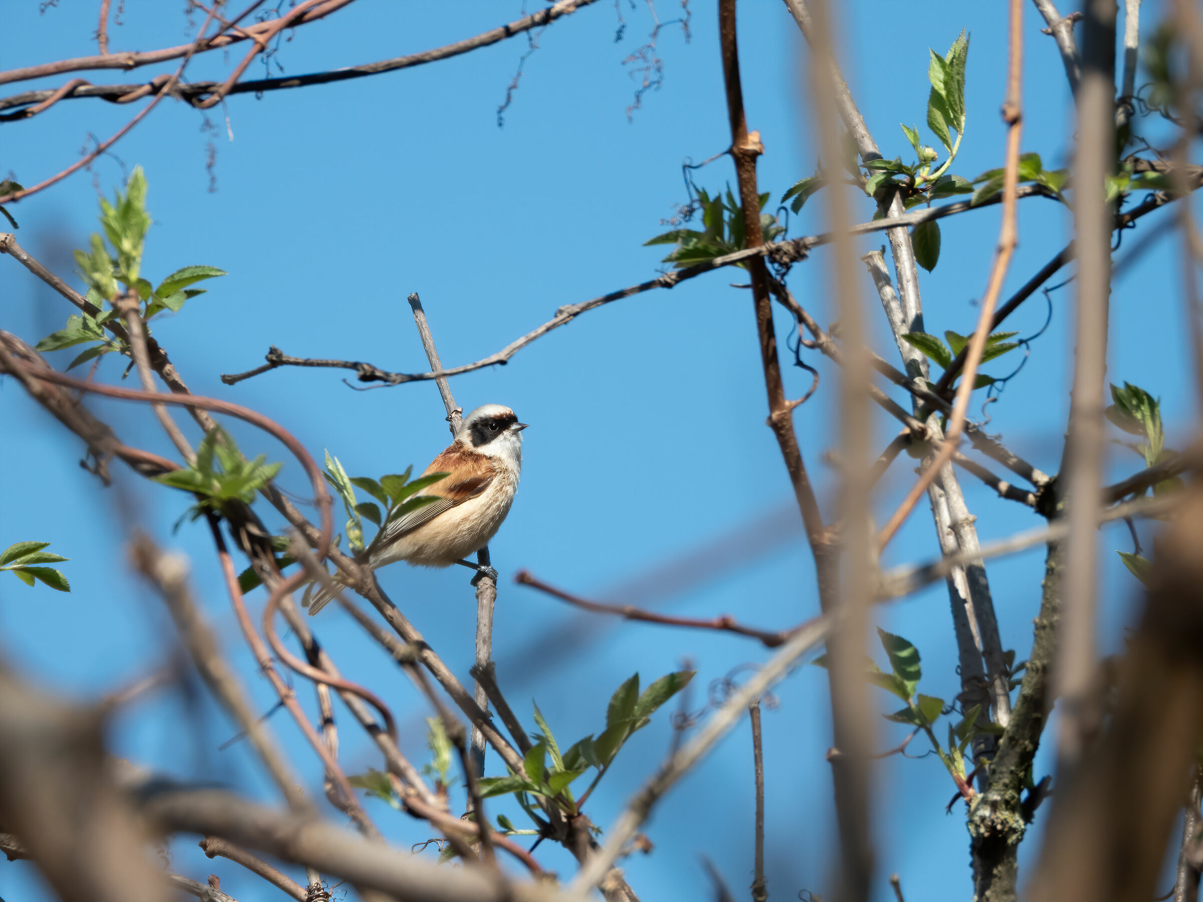 Inalberated Pendolino