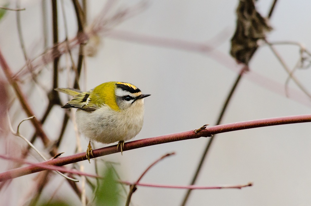 Regulus.. regolato !