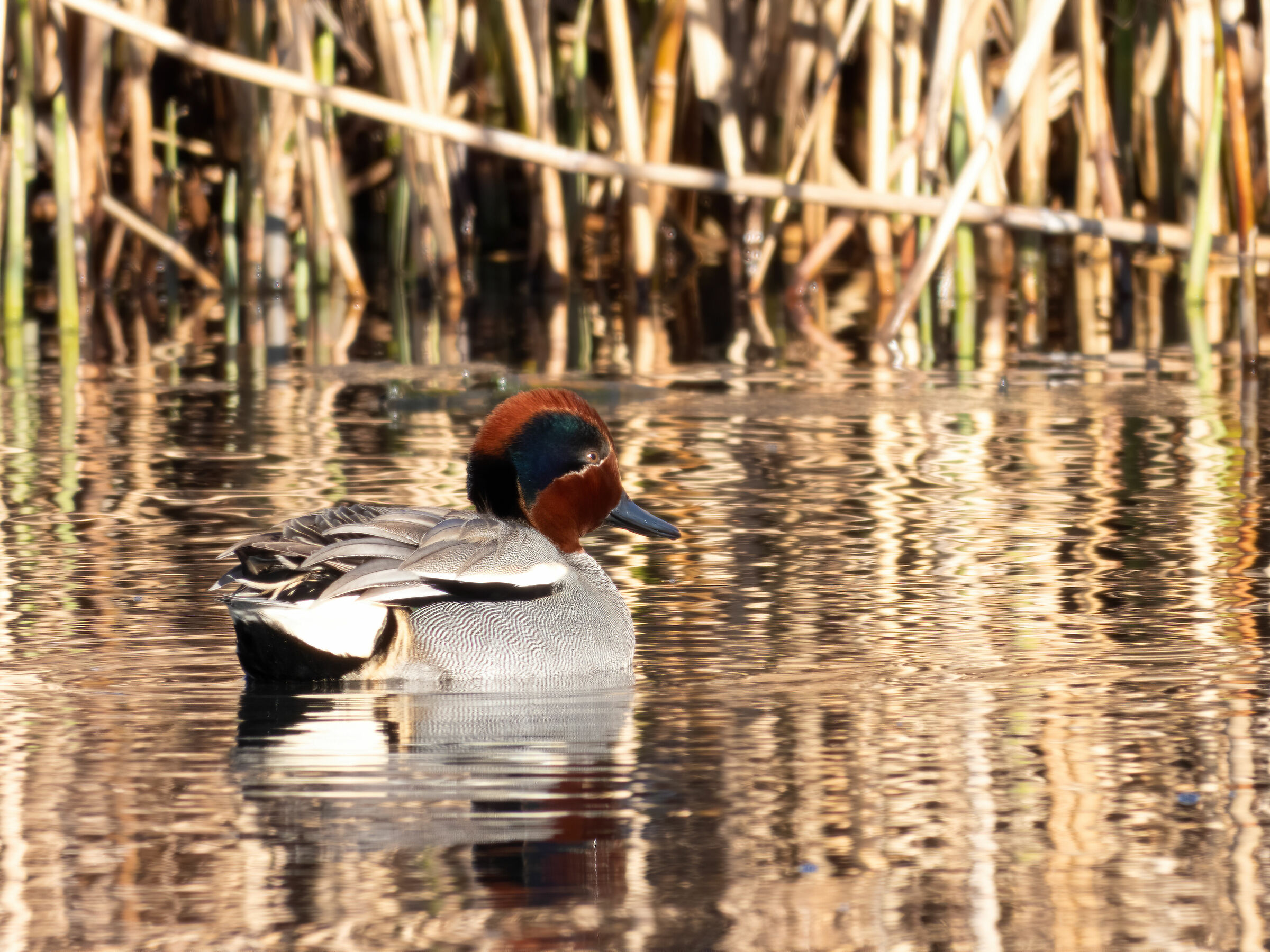 Alzavola (Anas crecca) - ??