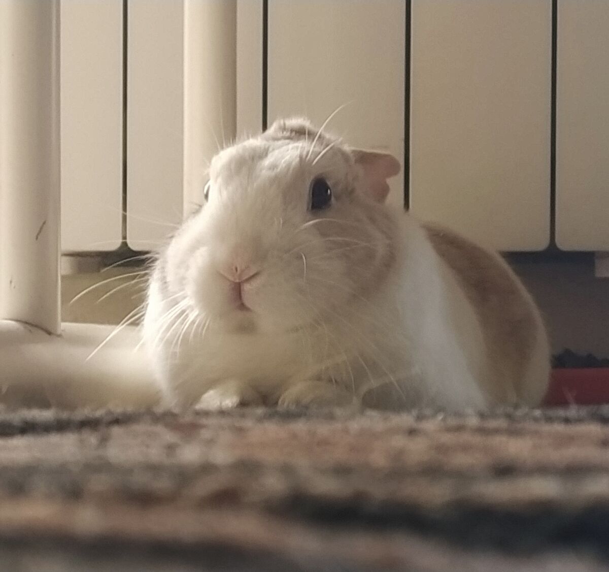 Non fidatevi di questo musetto...