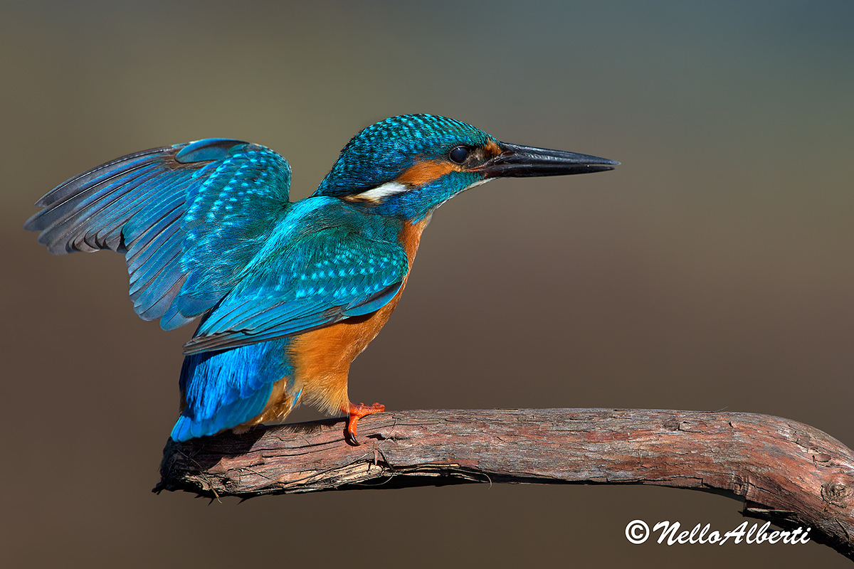 Kingfisher eye with opaque