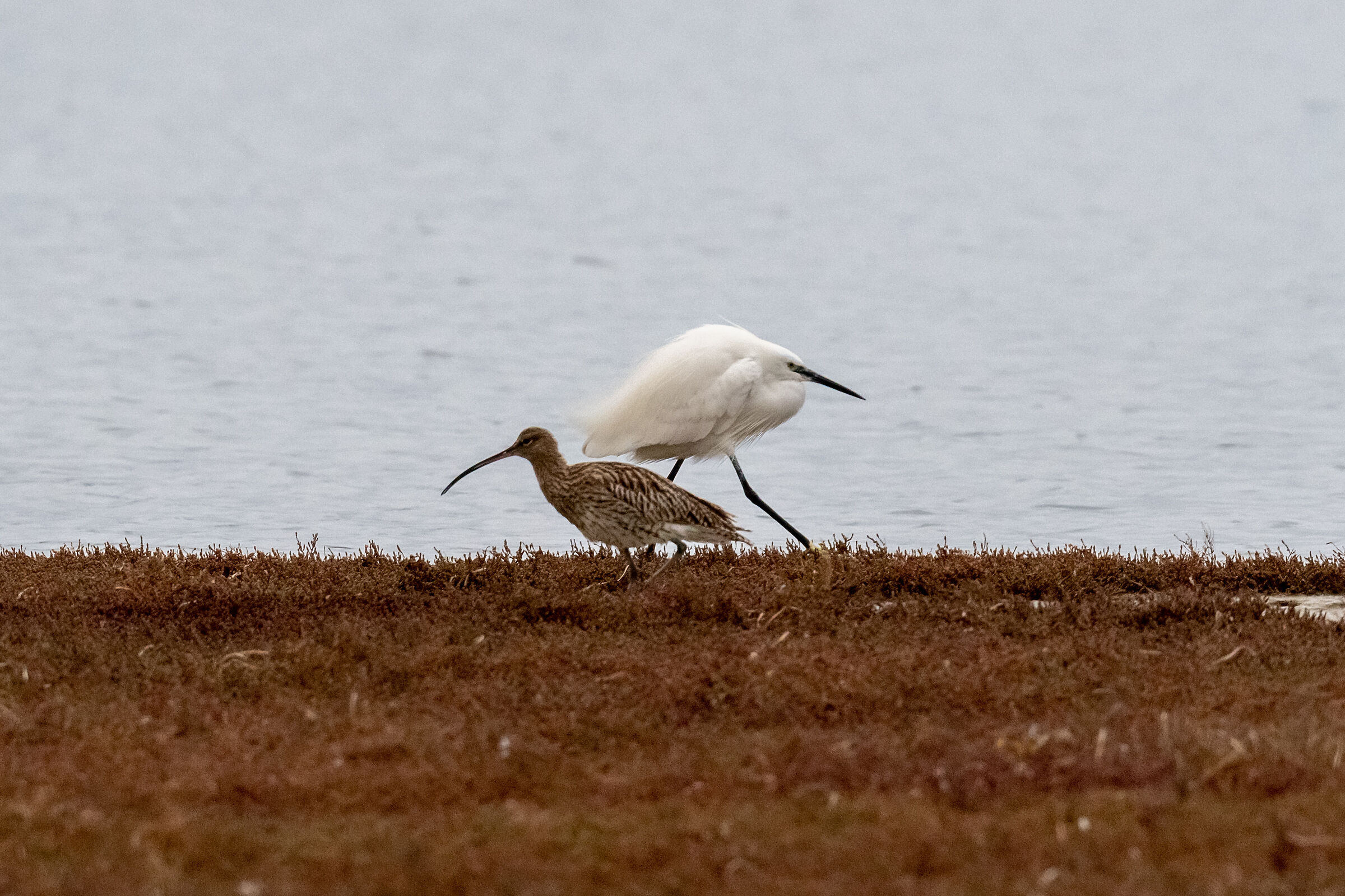 The Chiurlo Maggiore and the Garzetta