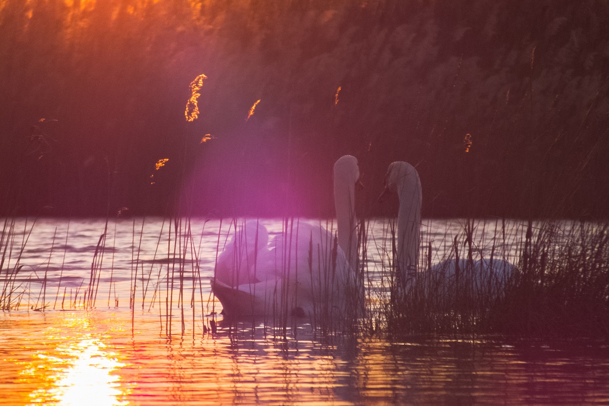 Insieme per sempre...