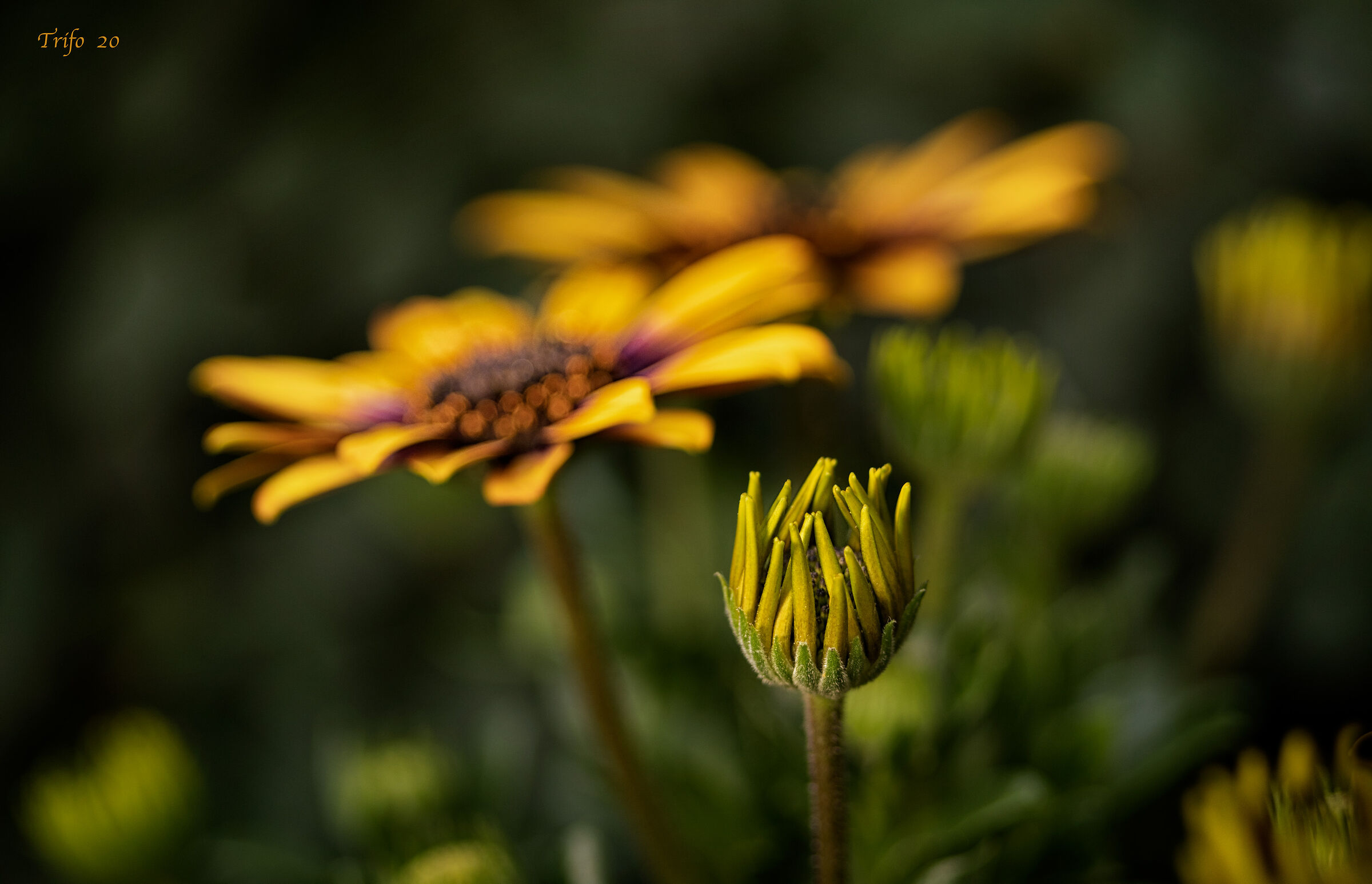Alla faccia del corona virus