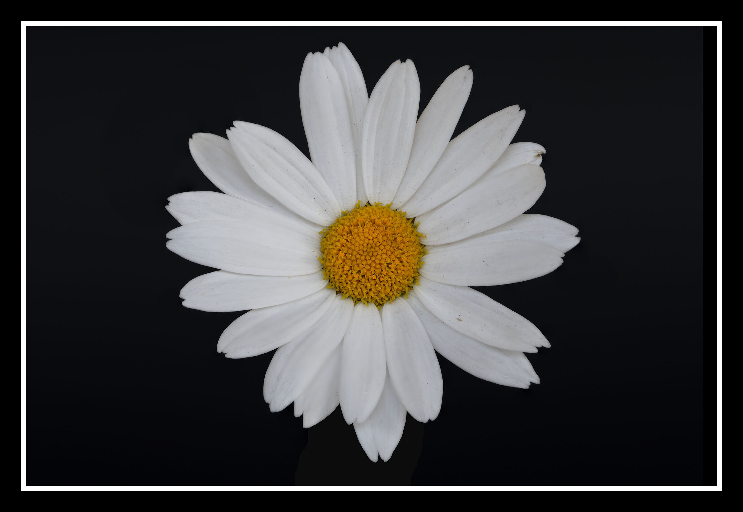 Perché Margherita è buona, perché Margh...