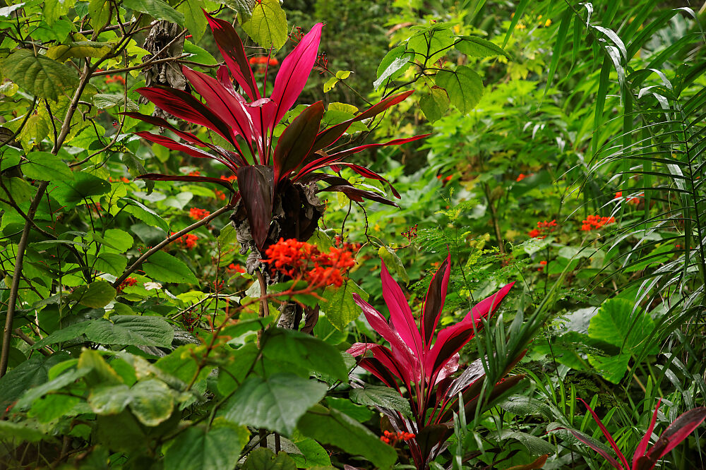 natural  las galeras