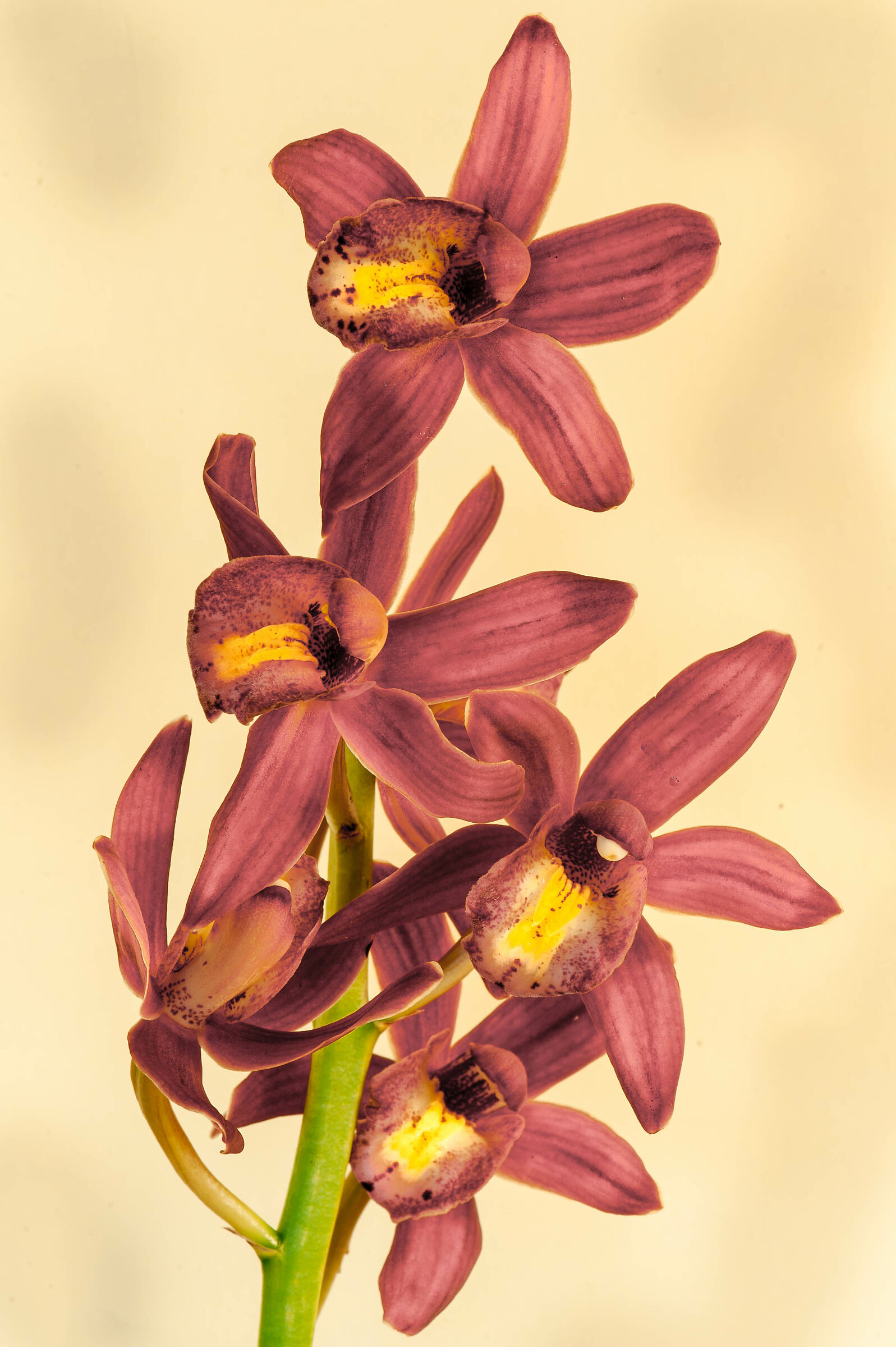 The usual orchid ... revisited and corrected