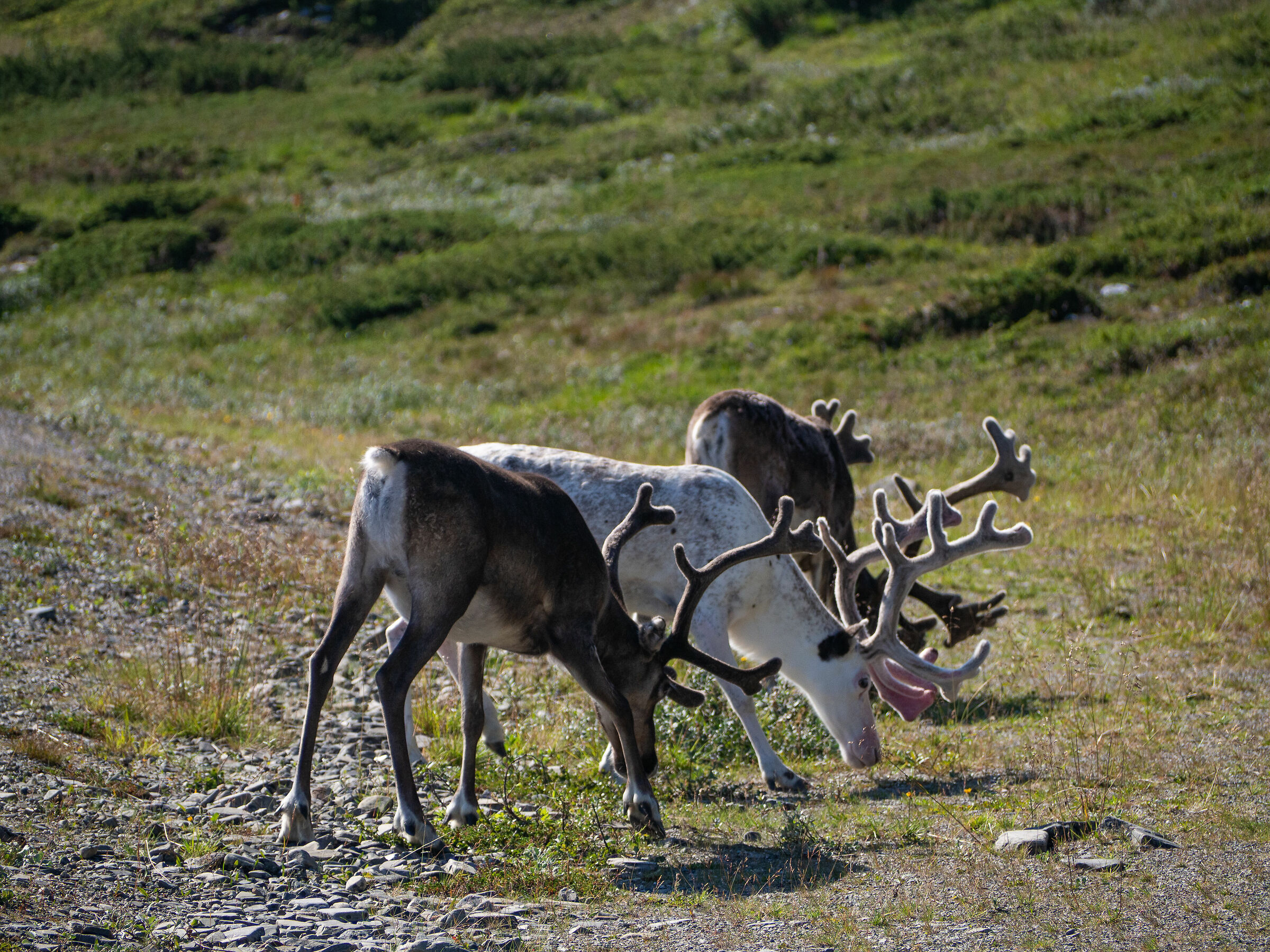 Reindeer