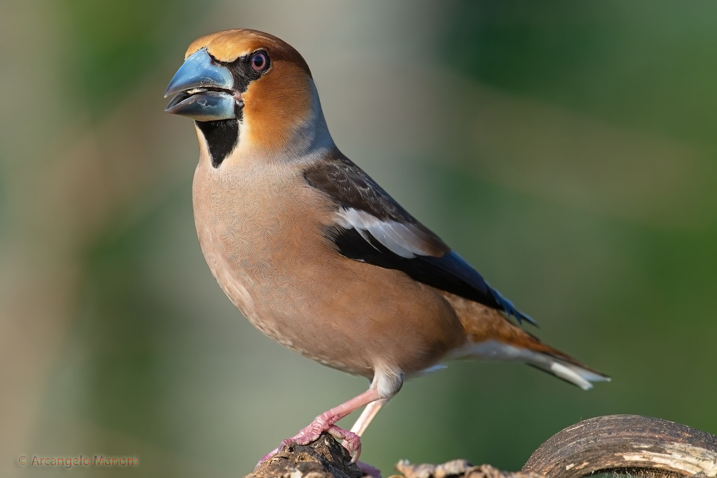 The boss (male frosone)