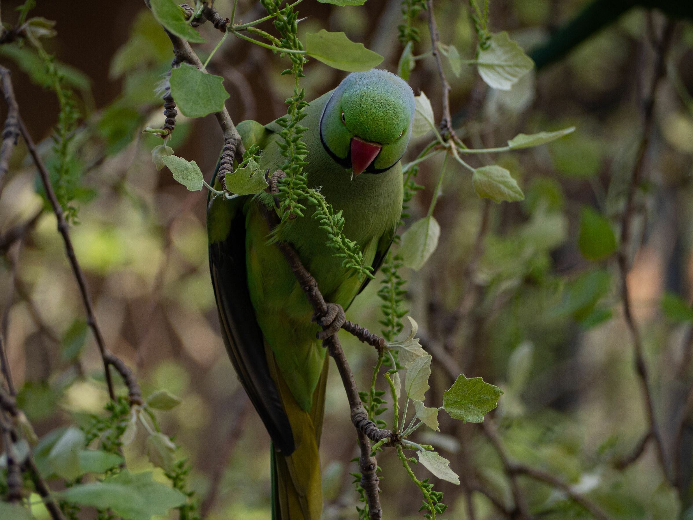 University parrot