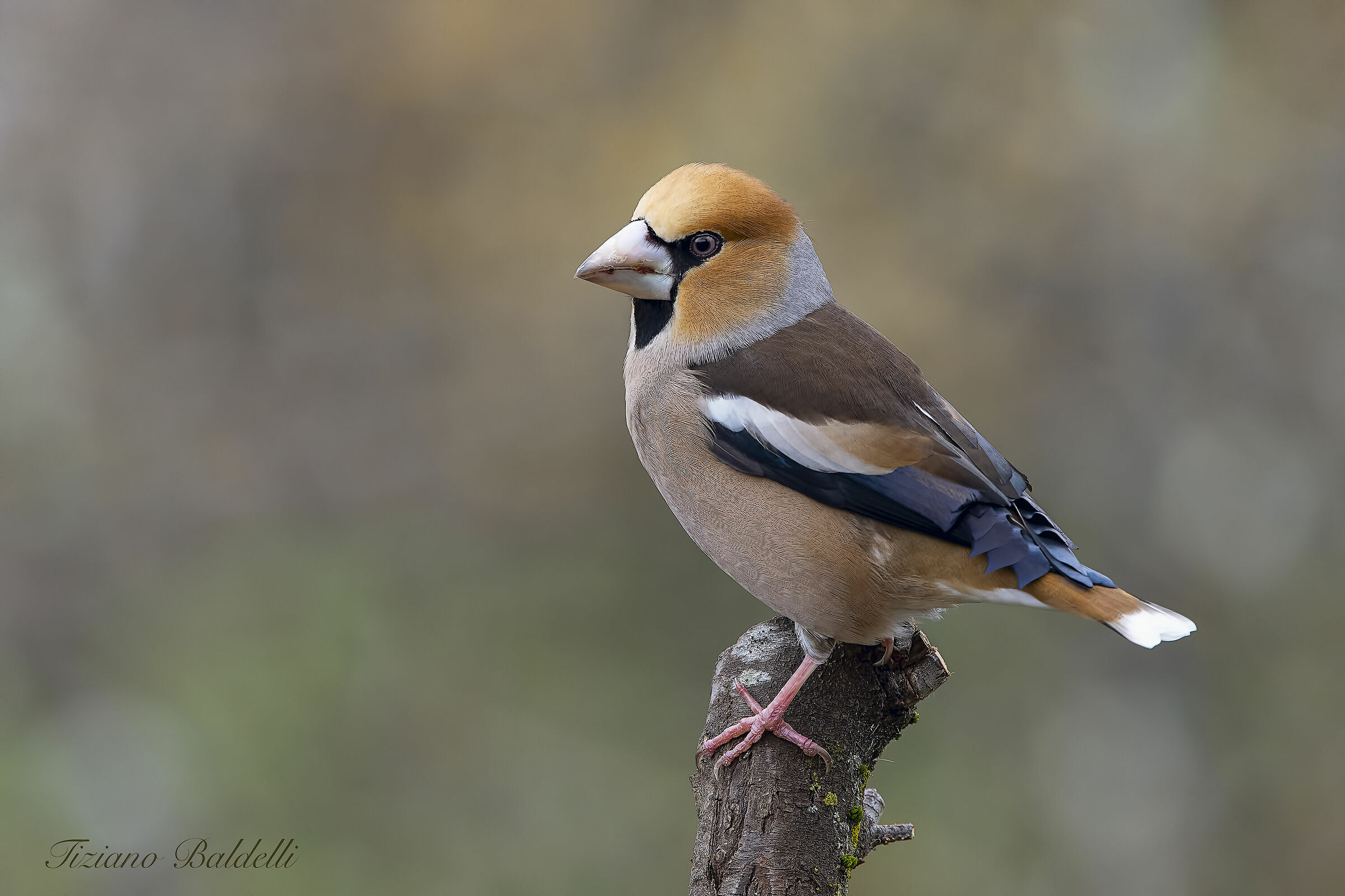 Frosone maschio (Coccothraustes coccothraustes)