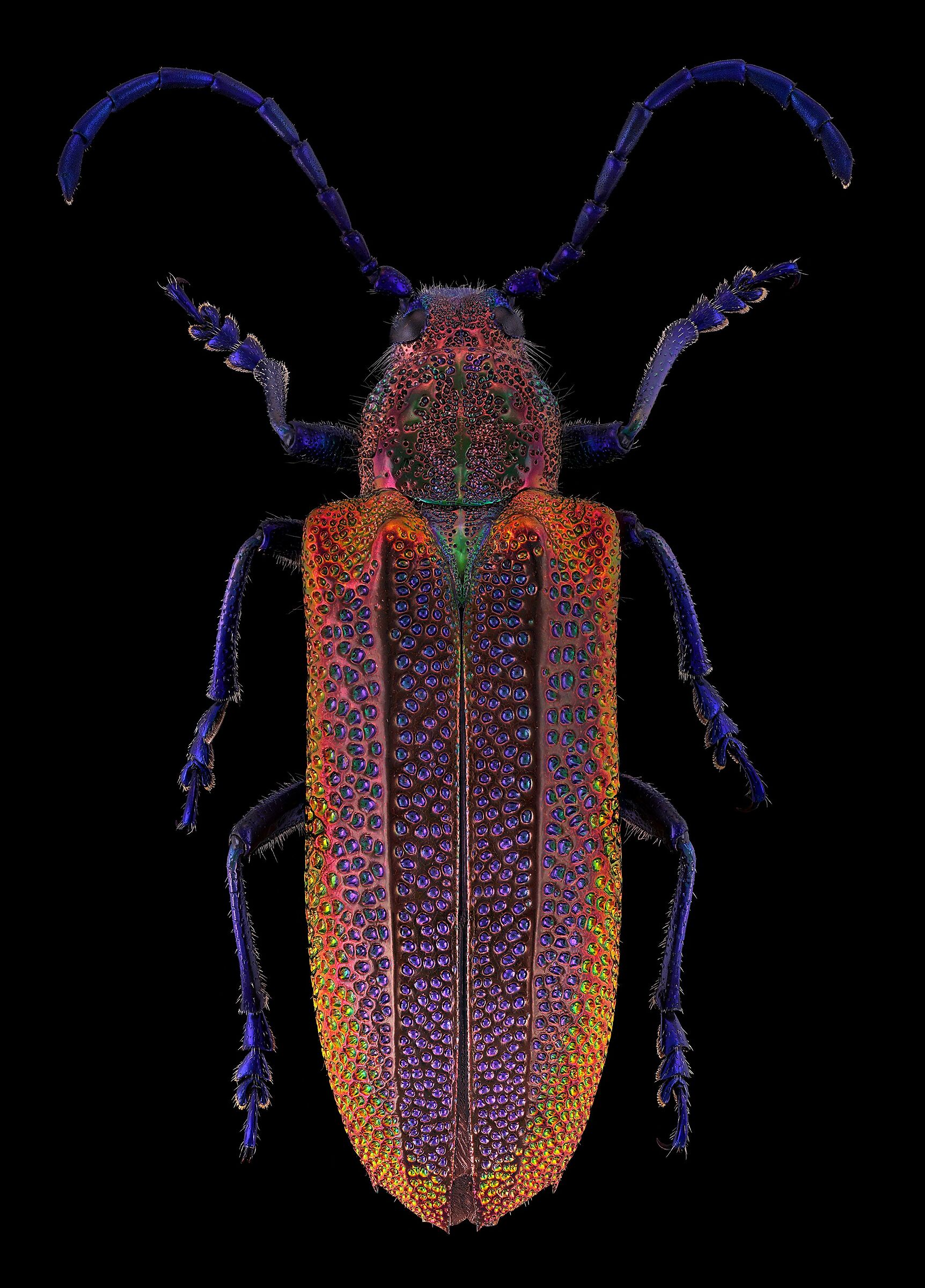 Oxypeltus quadrispinosus