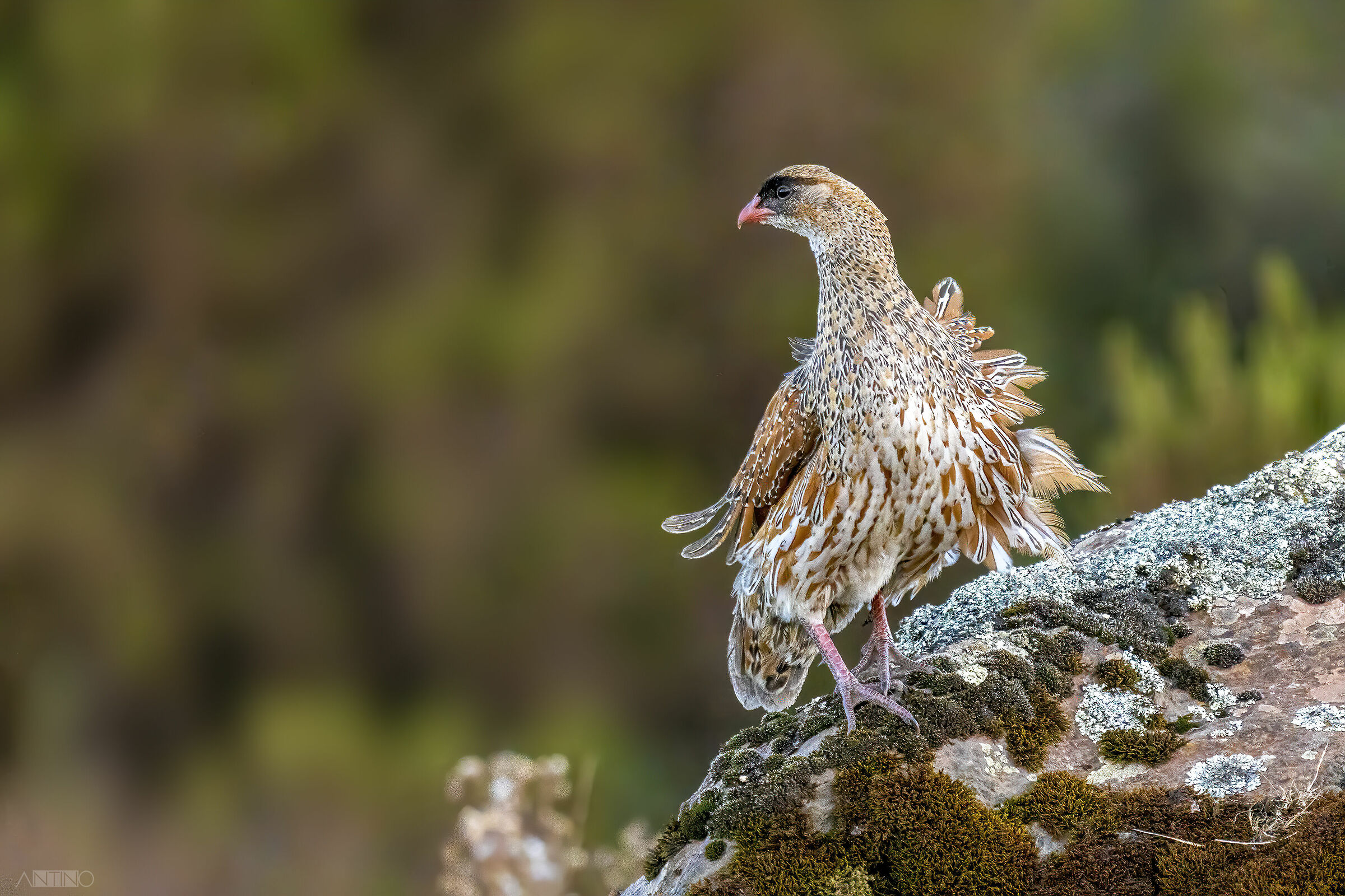 Francolino, Chestnut-naped spurfowl