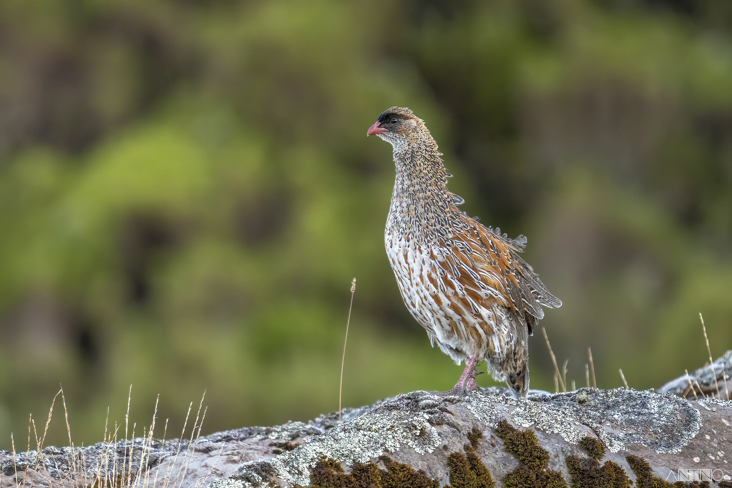 Francolino, Chestnut-naped spurfowl